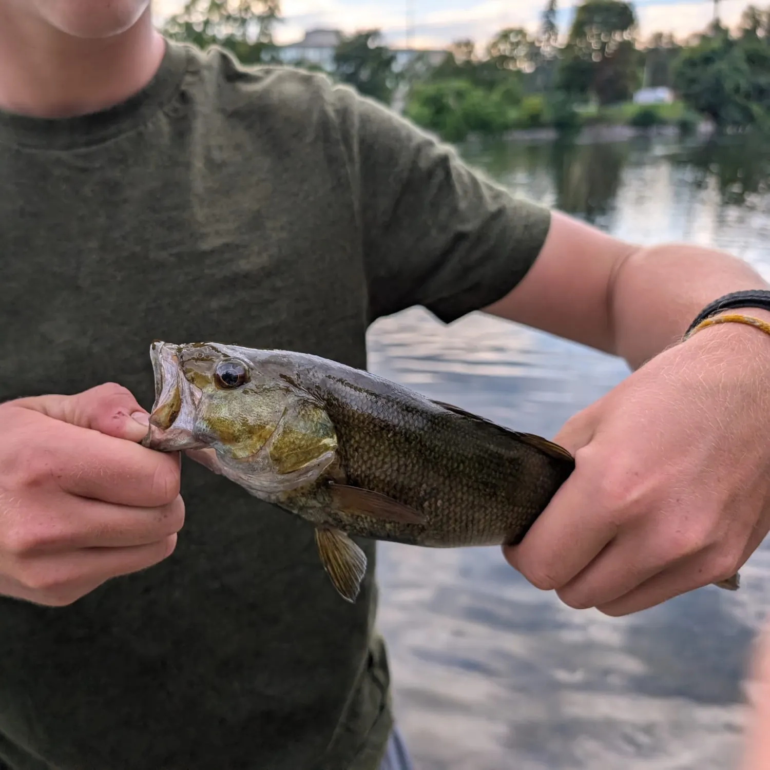 Smallmouth bass caught on Fishbrain