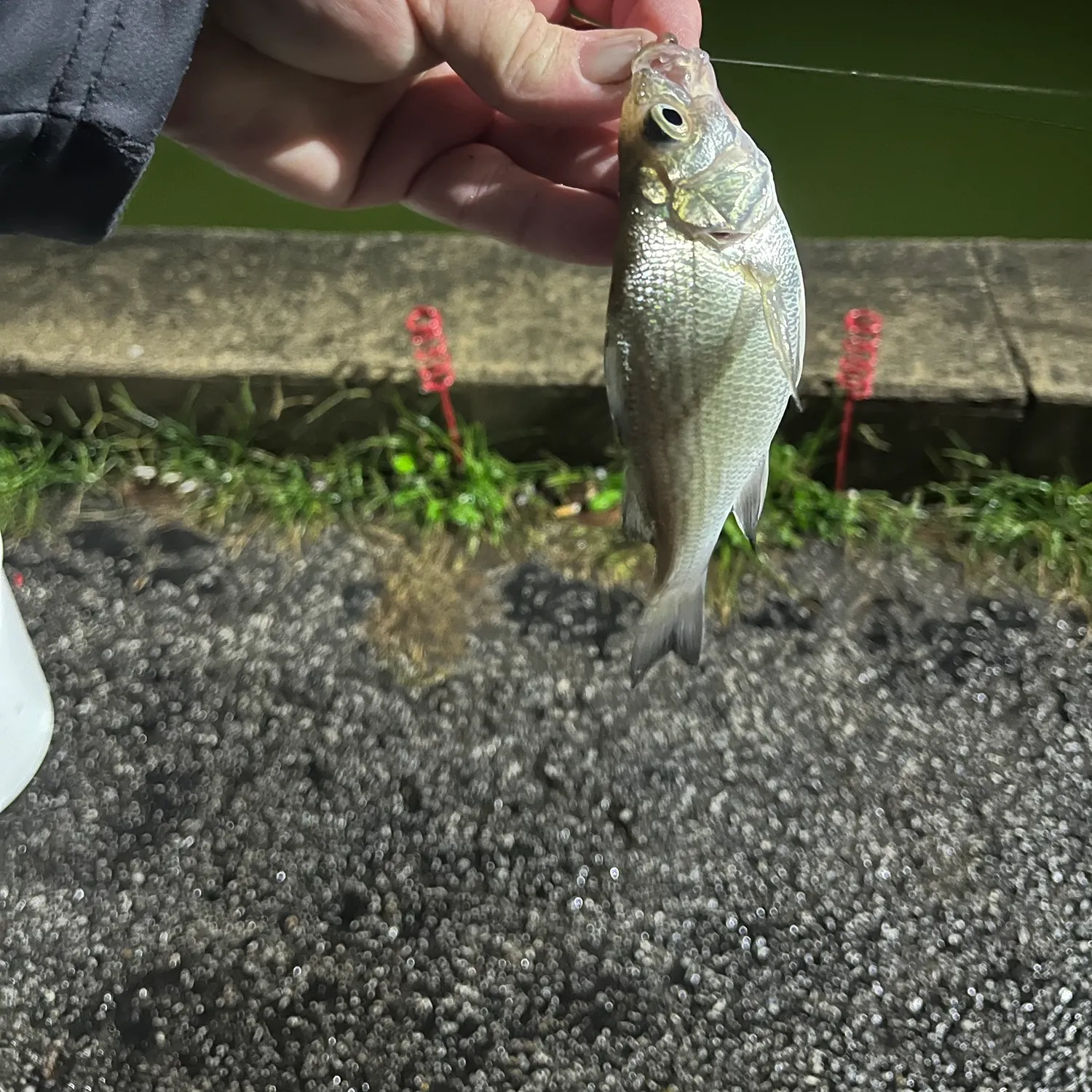 White perch caught on Fishbrain