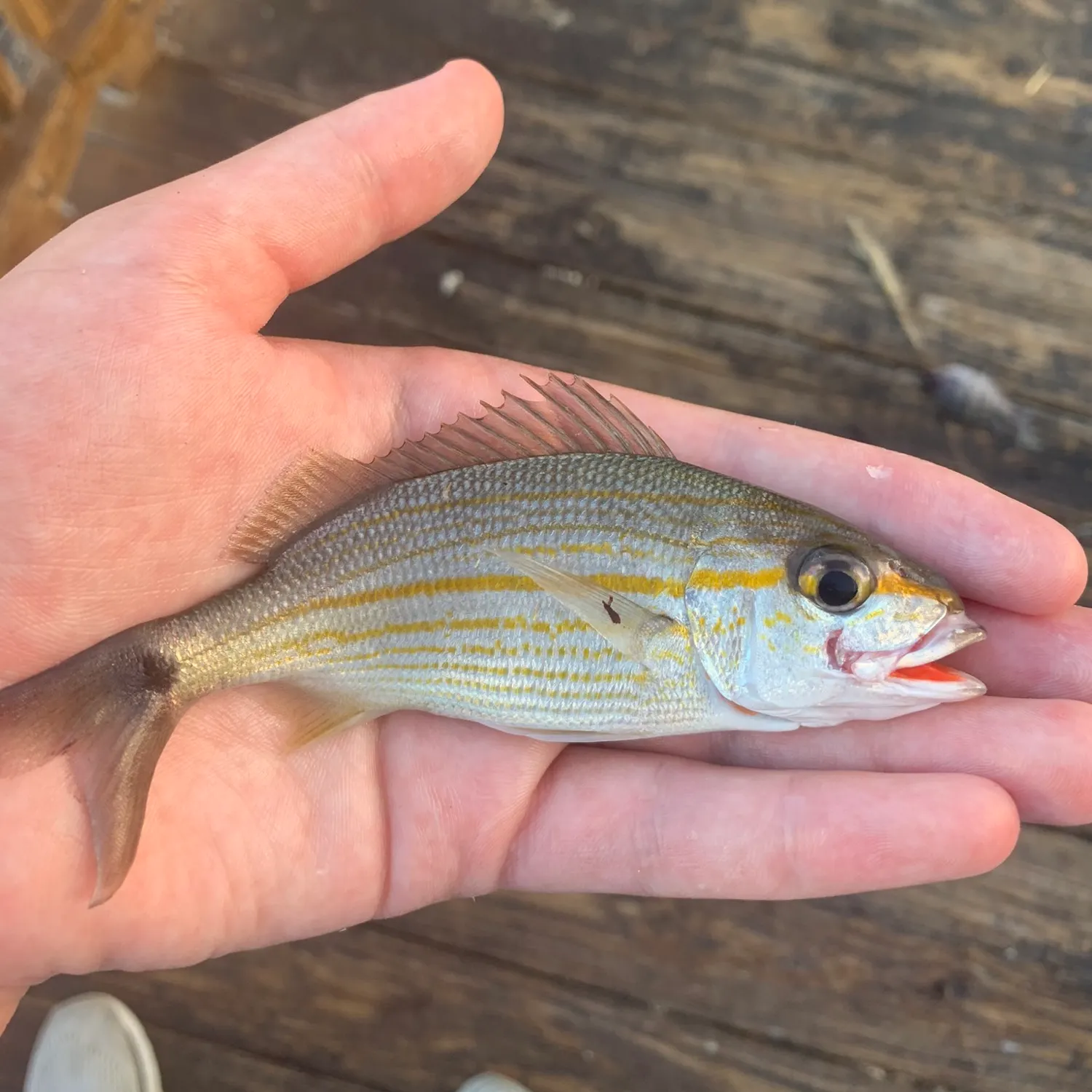 The most popular recent Tomtate grunt catch on Fishbrain