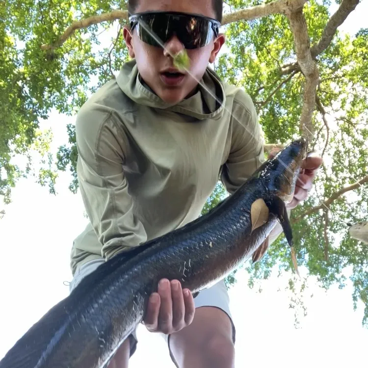 The most recent Bullseye snakehead catches on Fishbrain