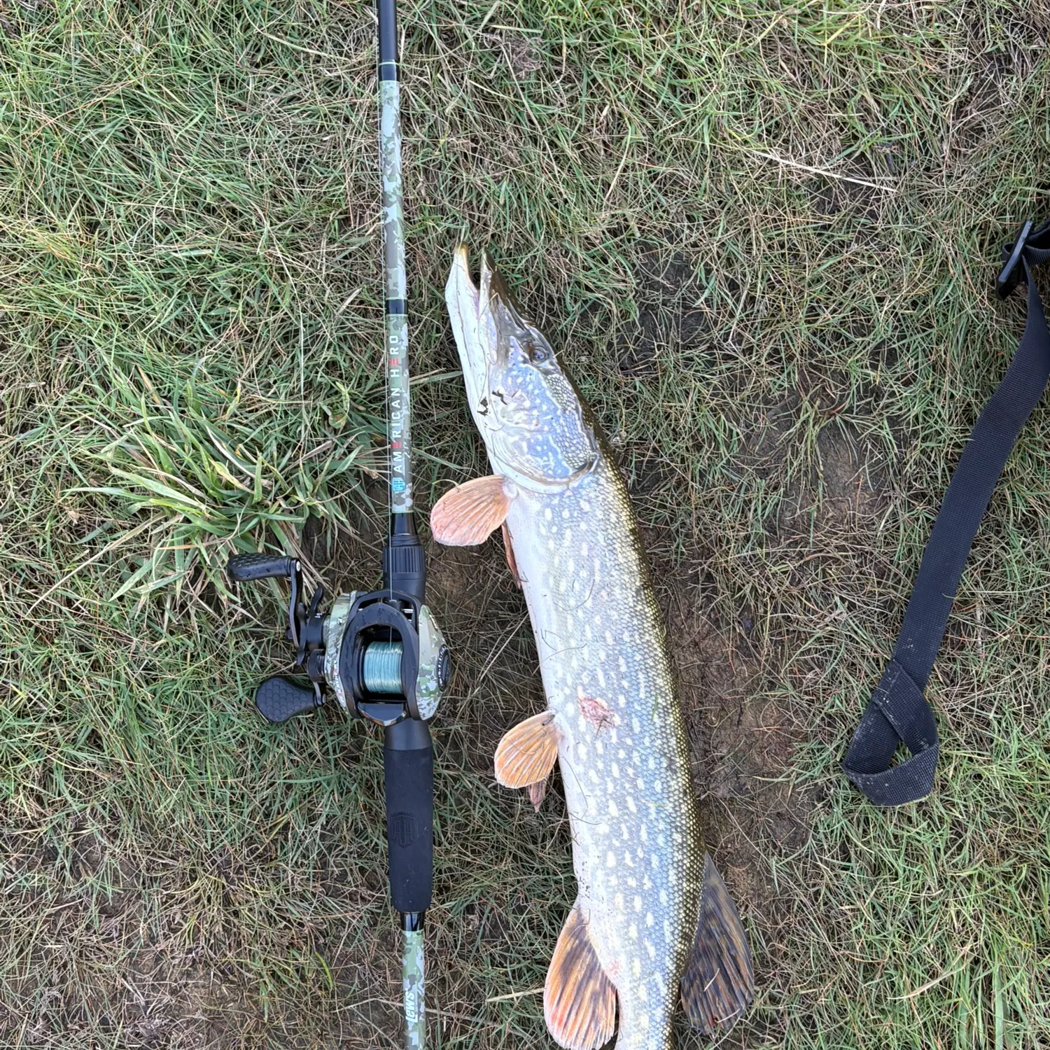 Northern pike caught on Fishbrain
