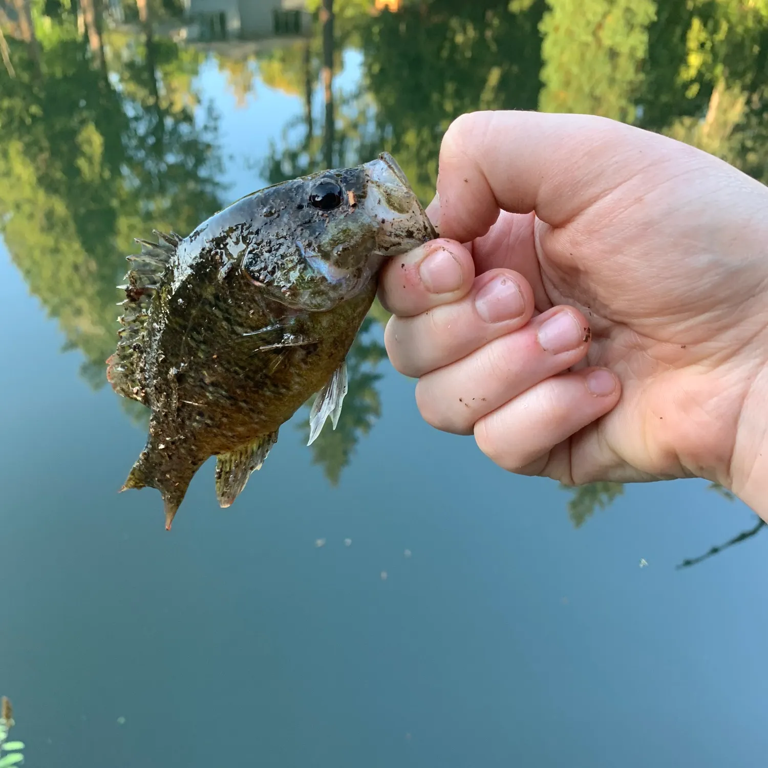 Warmouth caught on Fishbrain