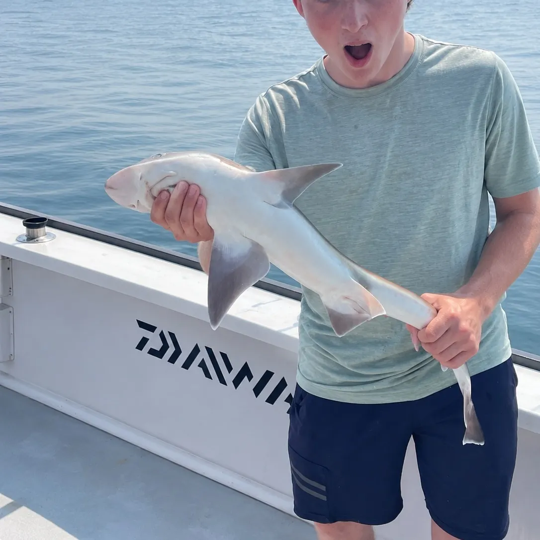 The most recent Dusky smooth-hound catches on Fishbrain