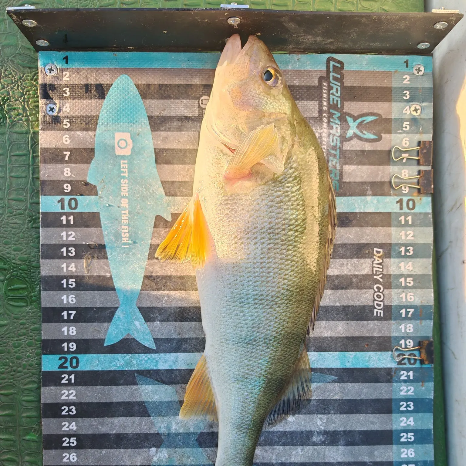 recently logged catches