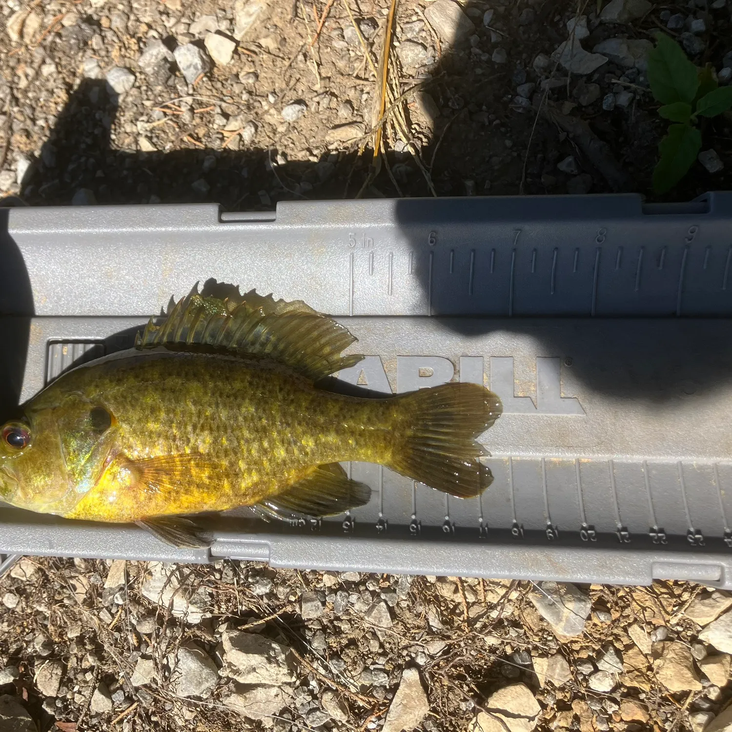 Warmouth caught on Fishbrain