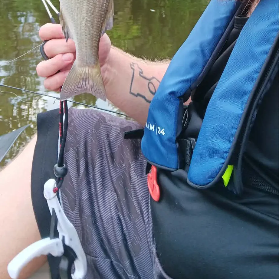 White perch caught on Fishbrain