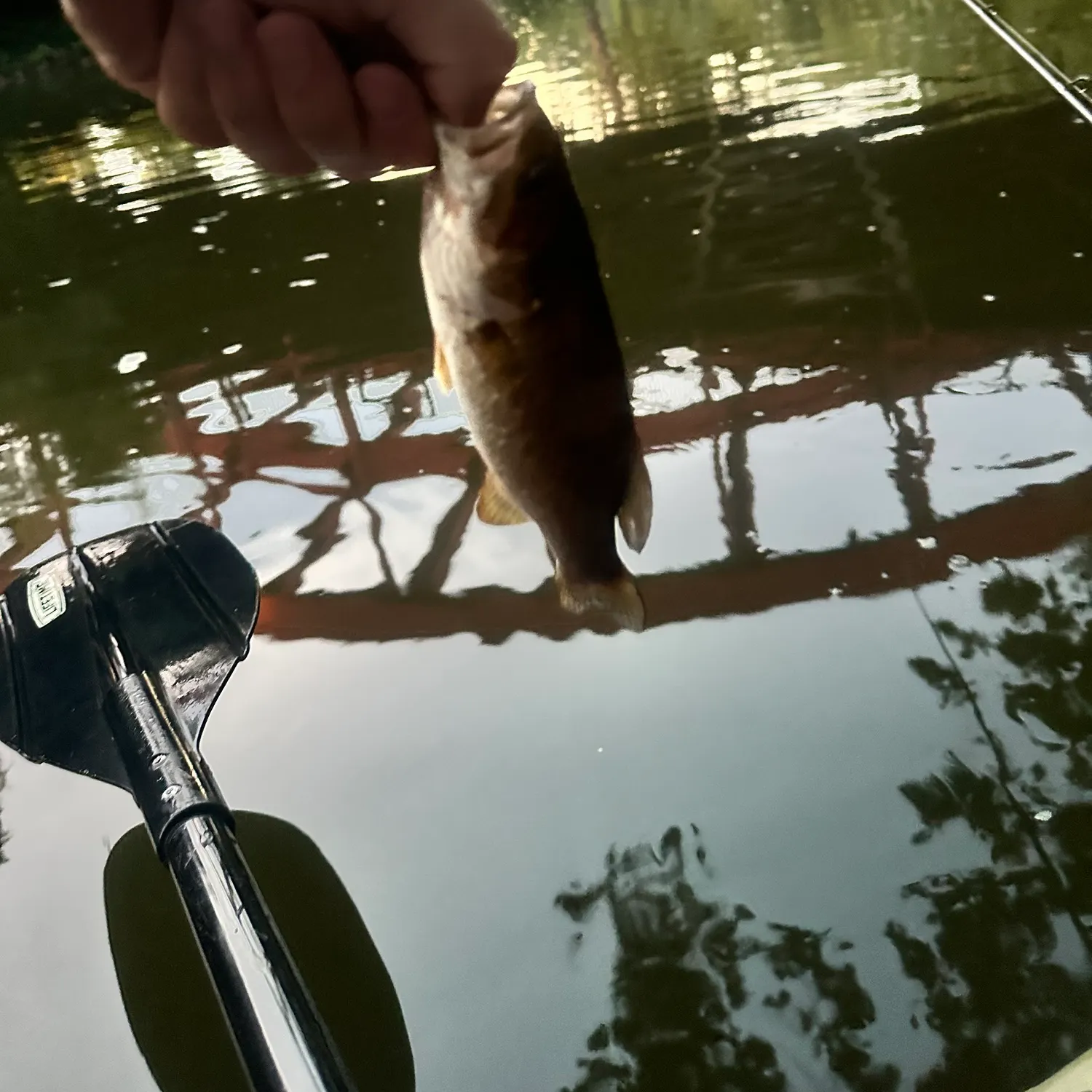 Smallmouth bass caught on Fishbrain