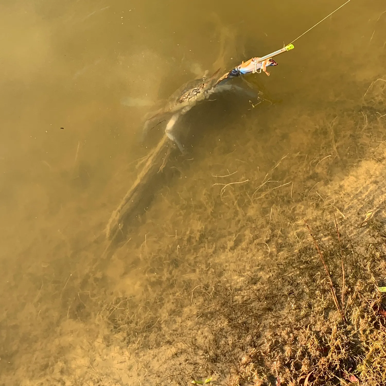 The most recent Blue land crab catches on Fishbrain