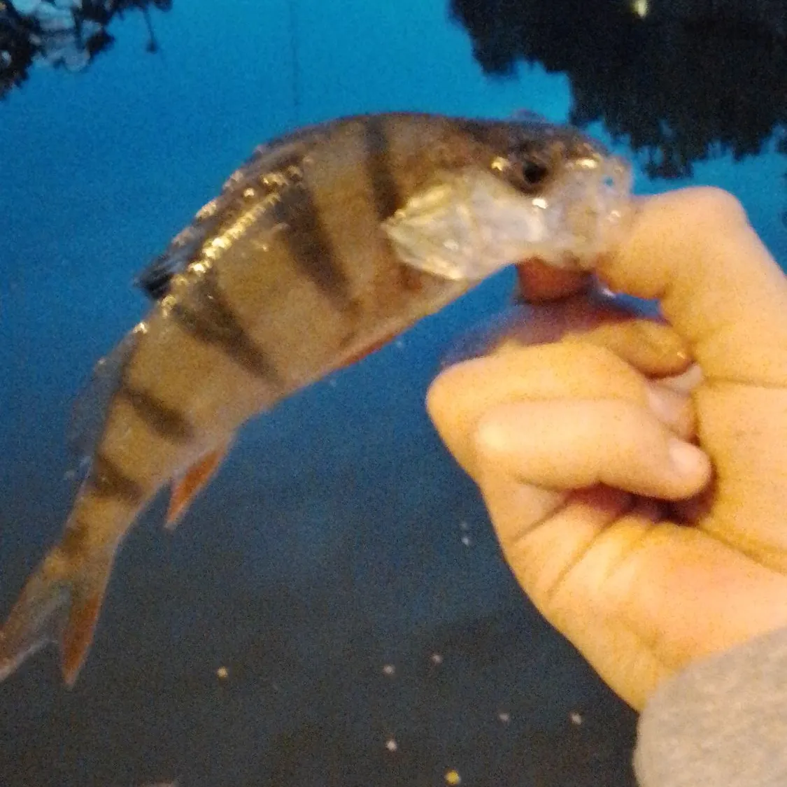 European perch caught on Fishbrain