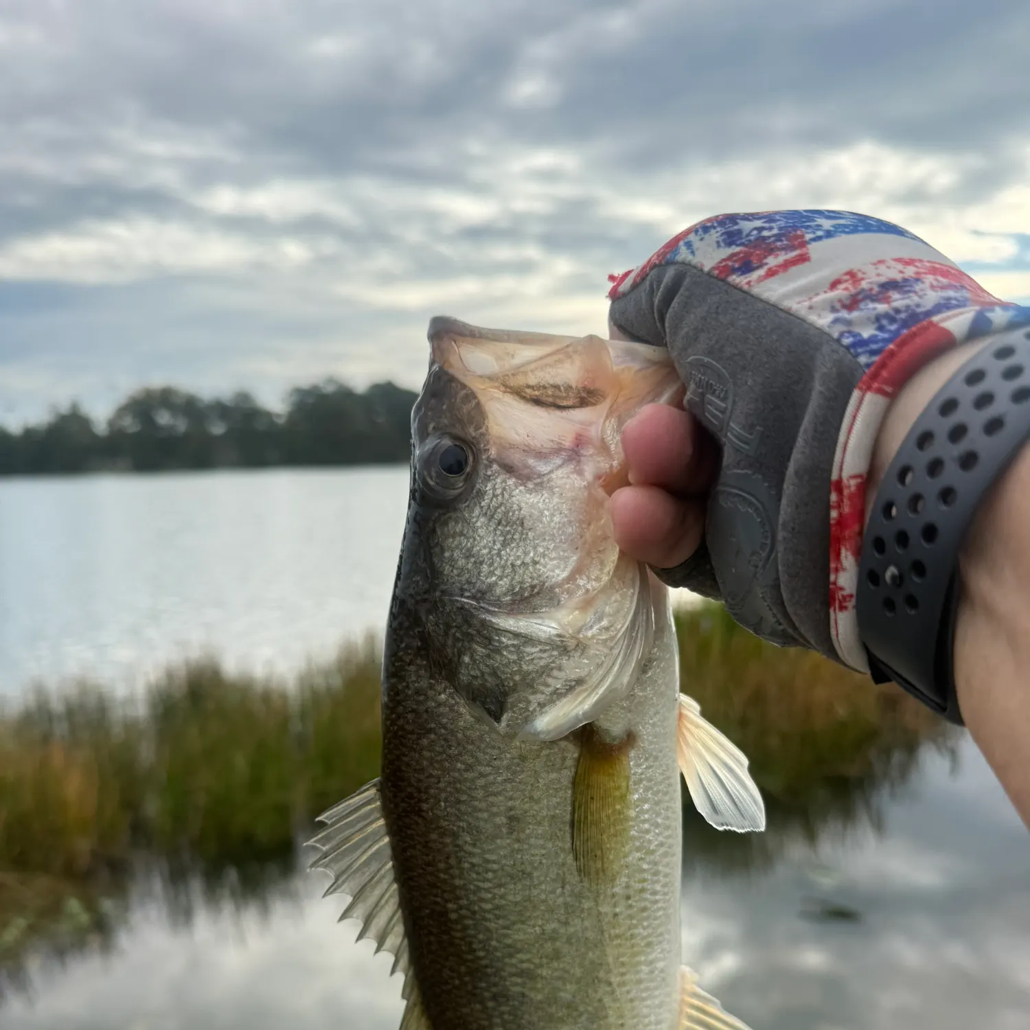 Florida bass caught on Fishbrain