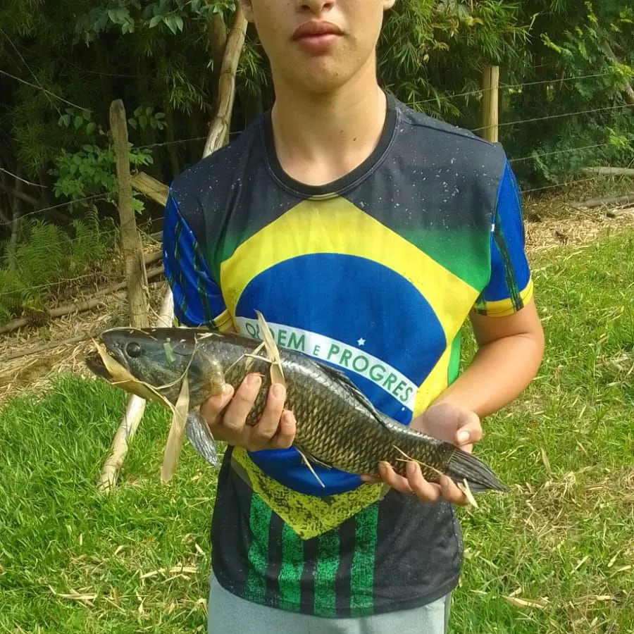 The most recent Trahira catches on Fishbrain