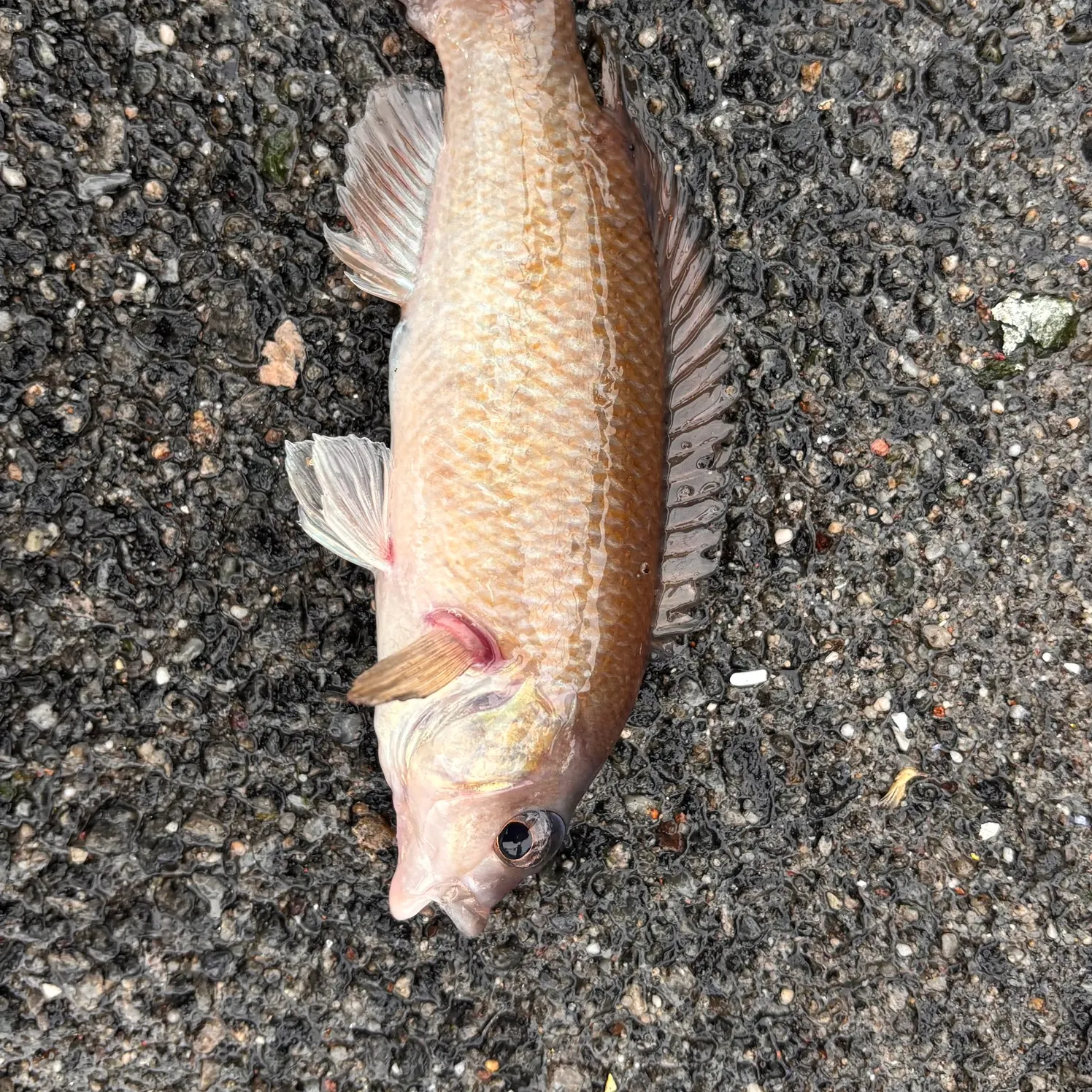 The most recent Cunner catches on Fishbrain