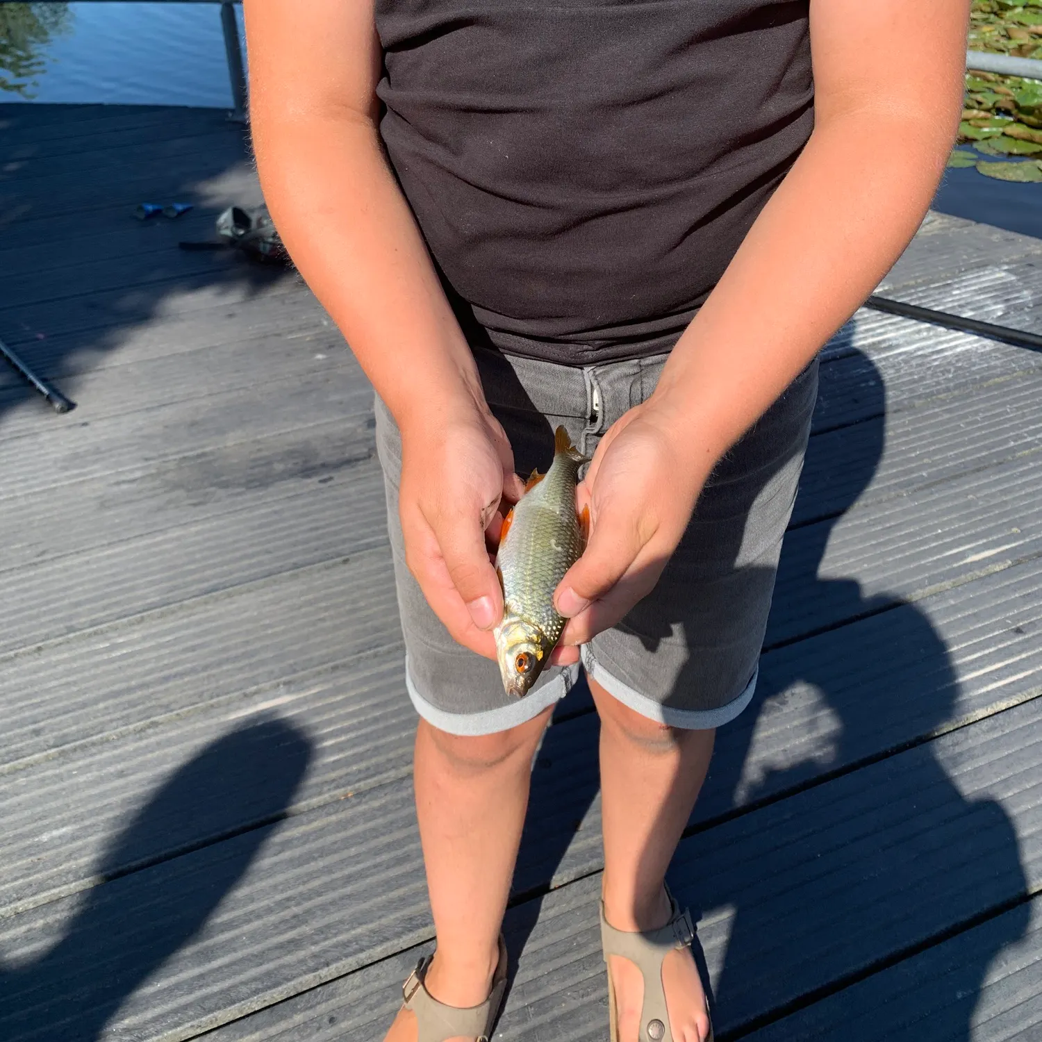 Common roach caught on Fishbrain