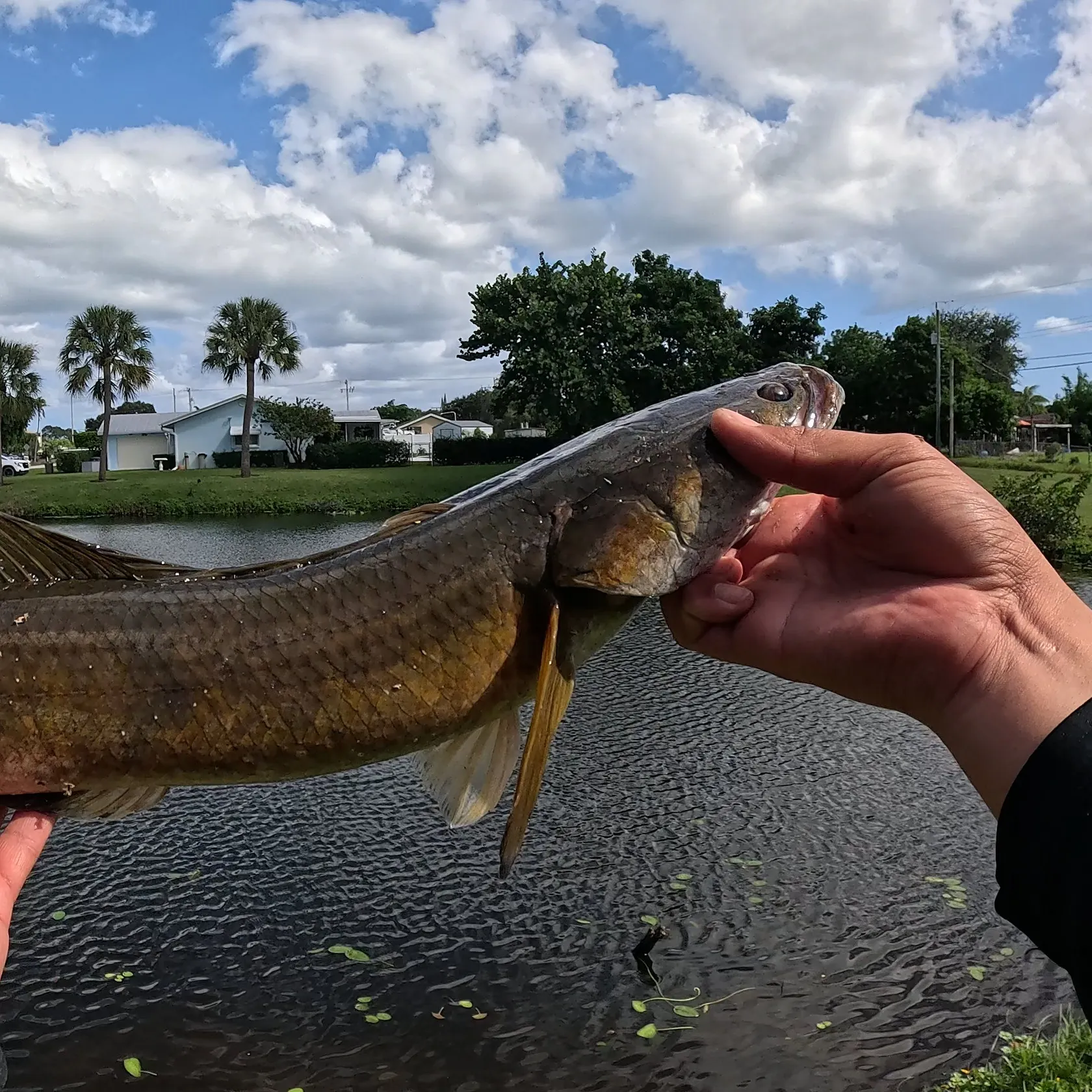Goldline snakehead caught on Fishbrain