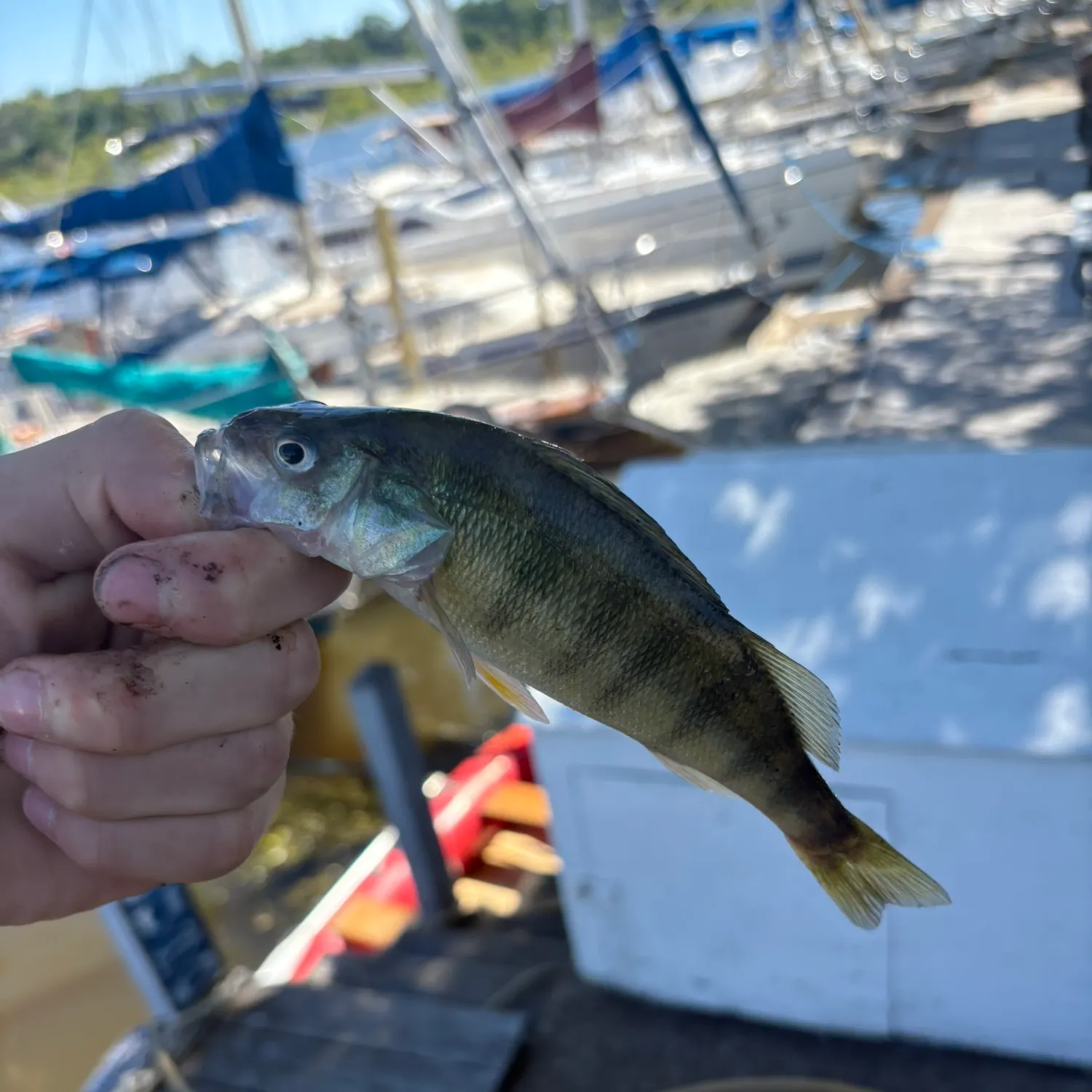 Yellow perch caught on Fishbrain