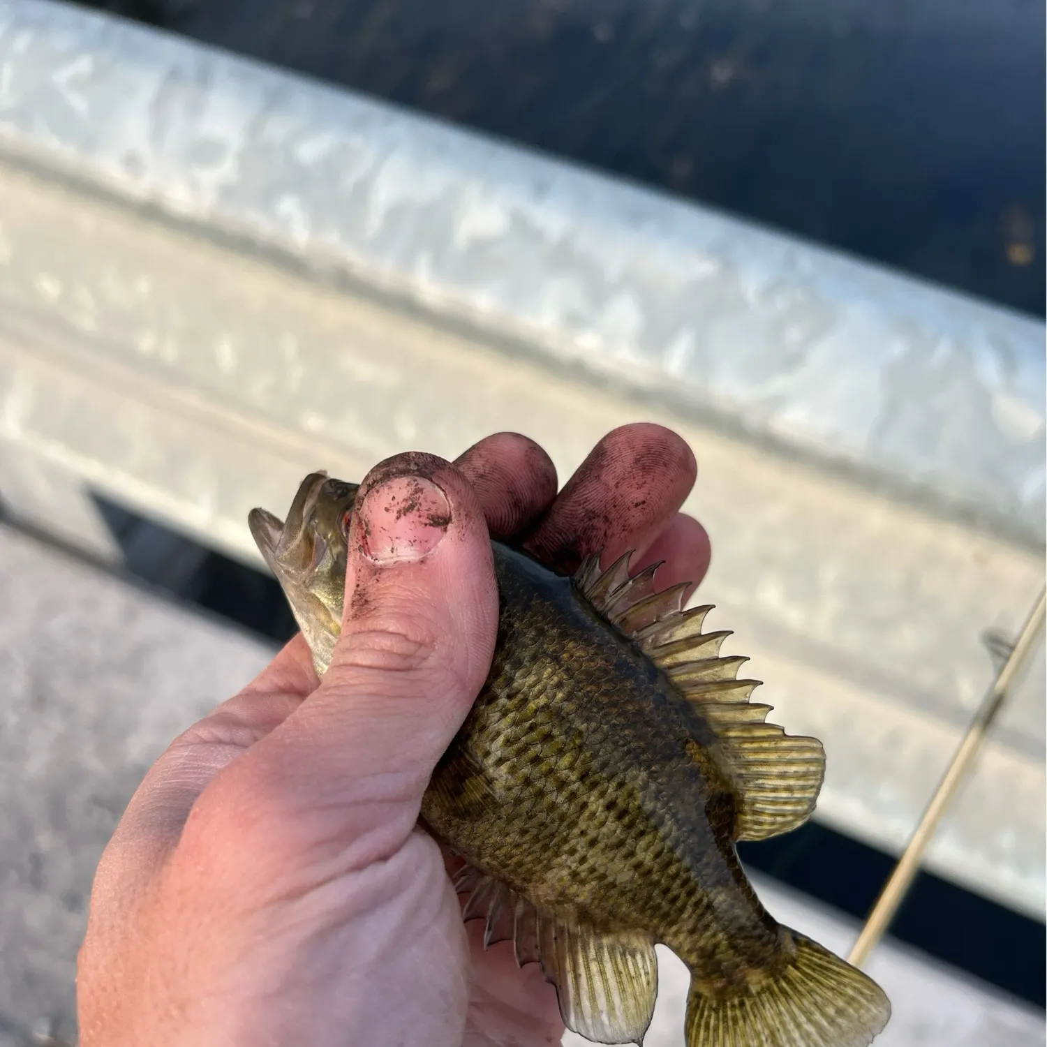 Rock bass caught on Fishbrain