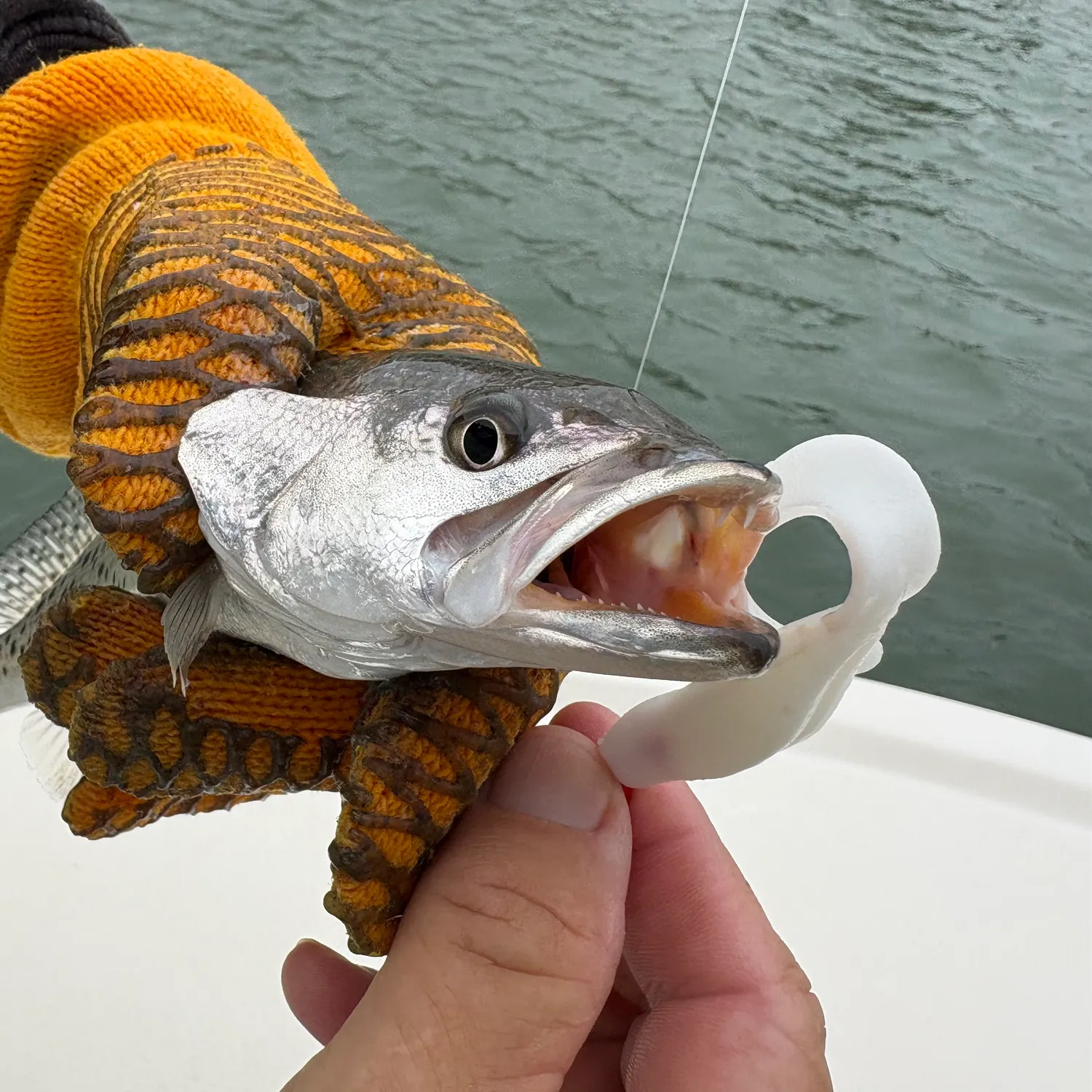 Spotted seatrout caught on Fishbrain