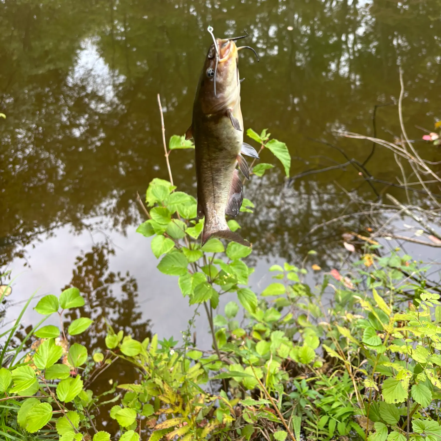 Brown bullhead caught on Fishbrain