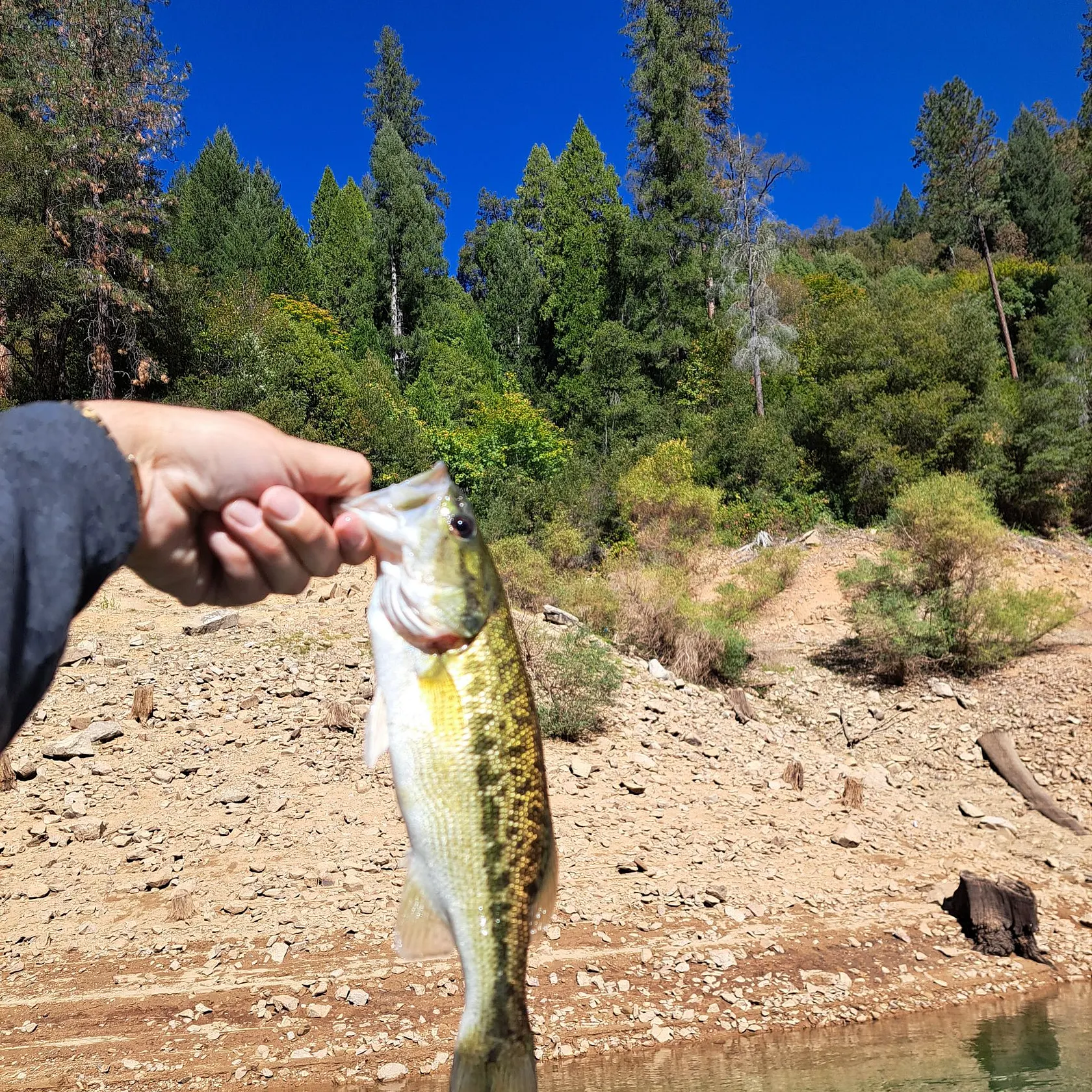 Spotted bass caught on Fishbrain