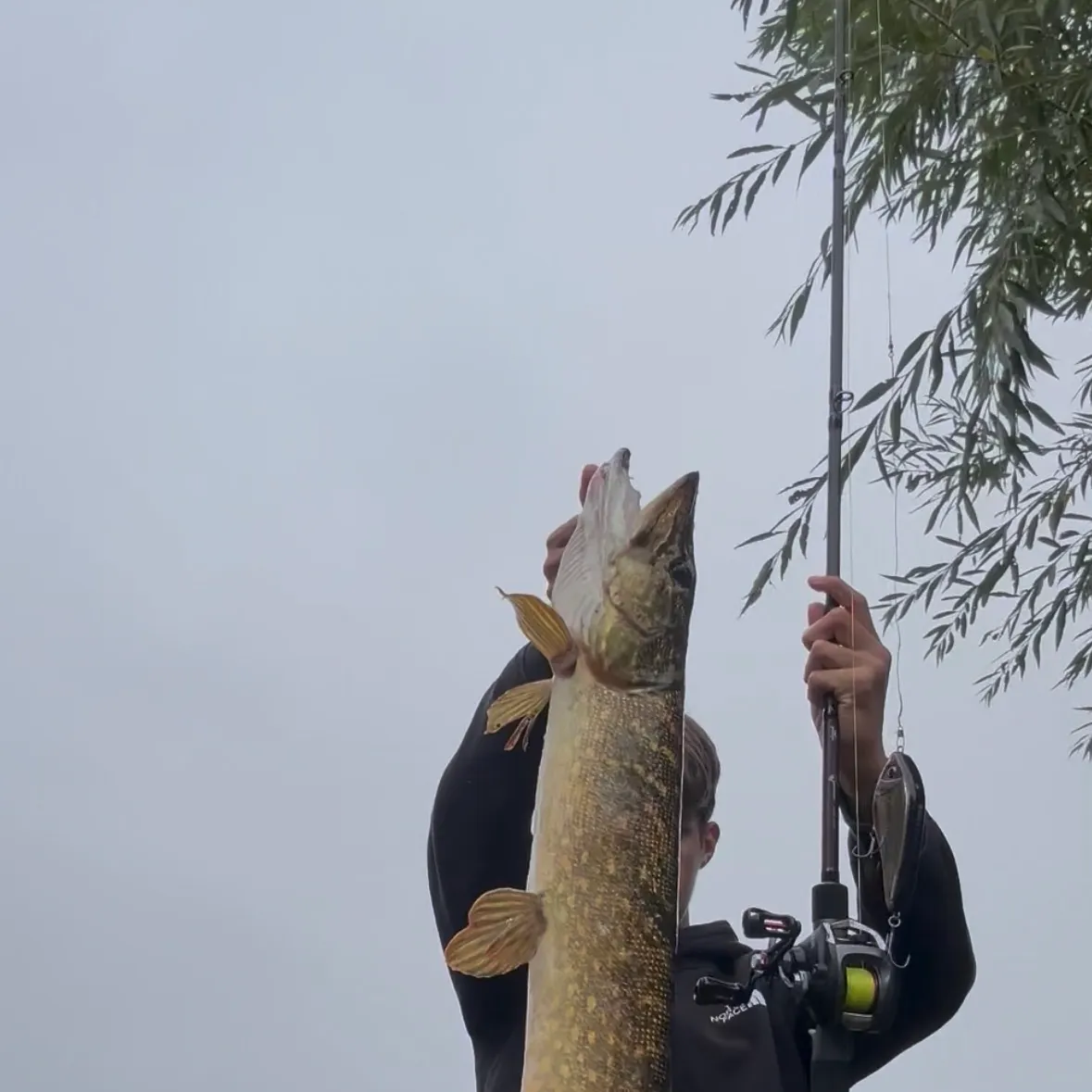 Northern pike caught on Fishbrain