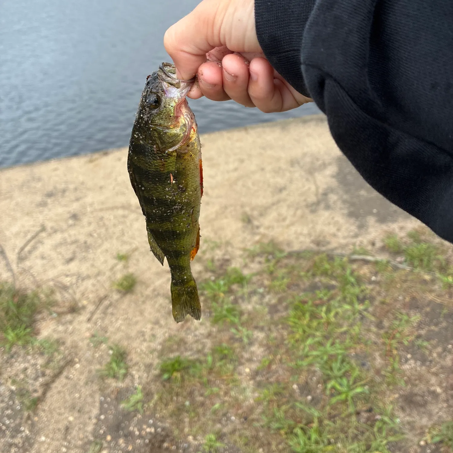 Yellow perch caught on Fishbrain