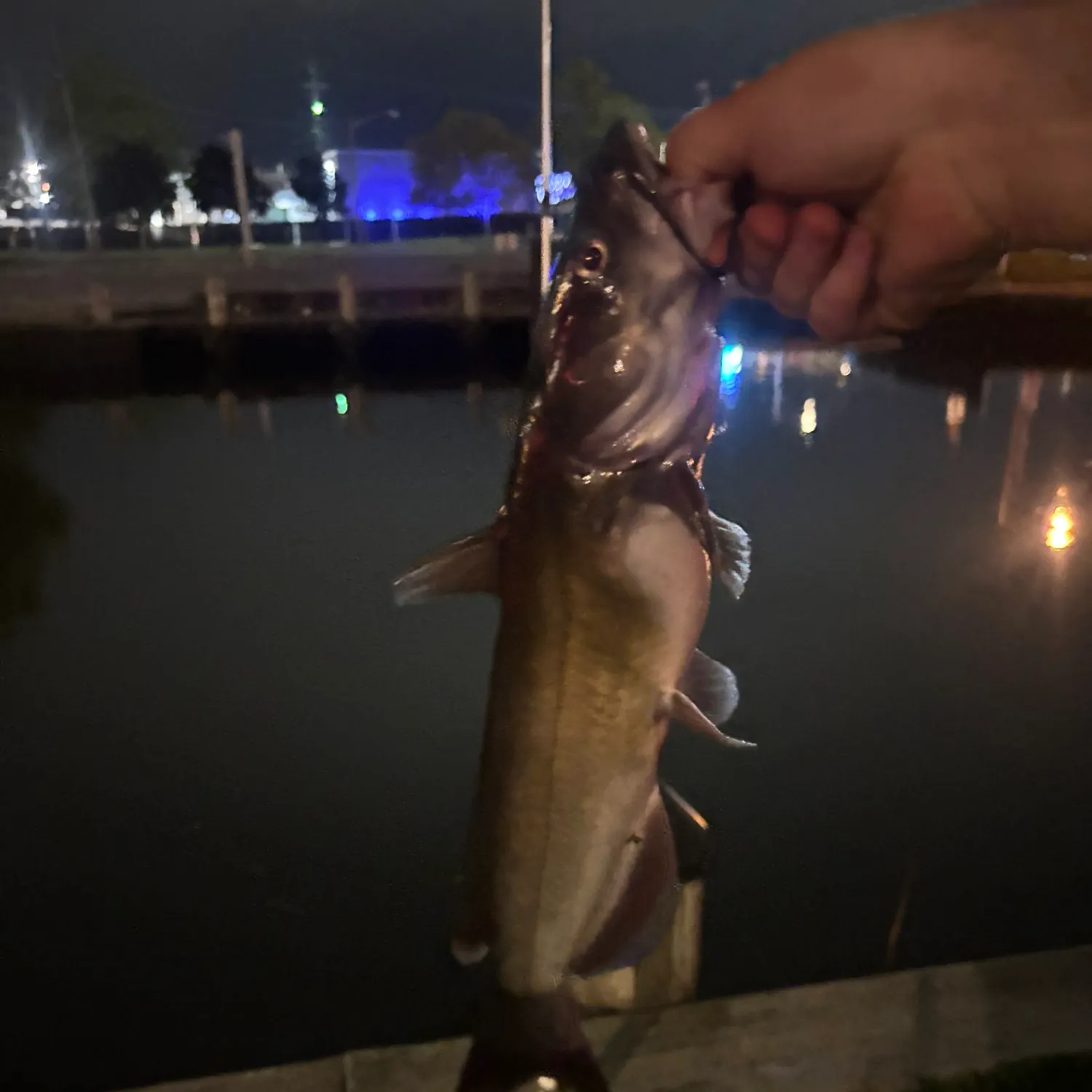 Channel catfish caught on Fishbrain