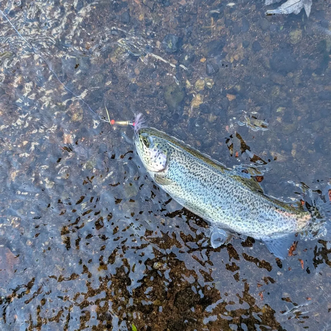 Brown trout caught on Fishbrain