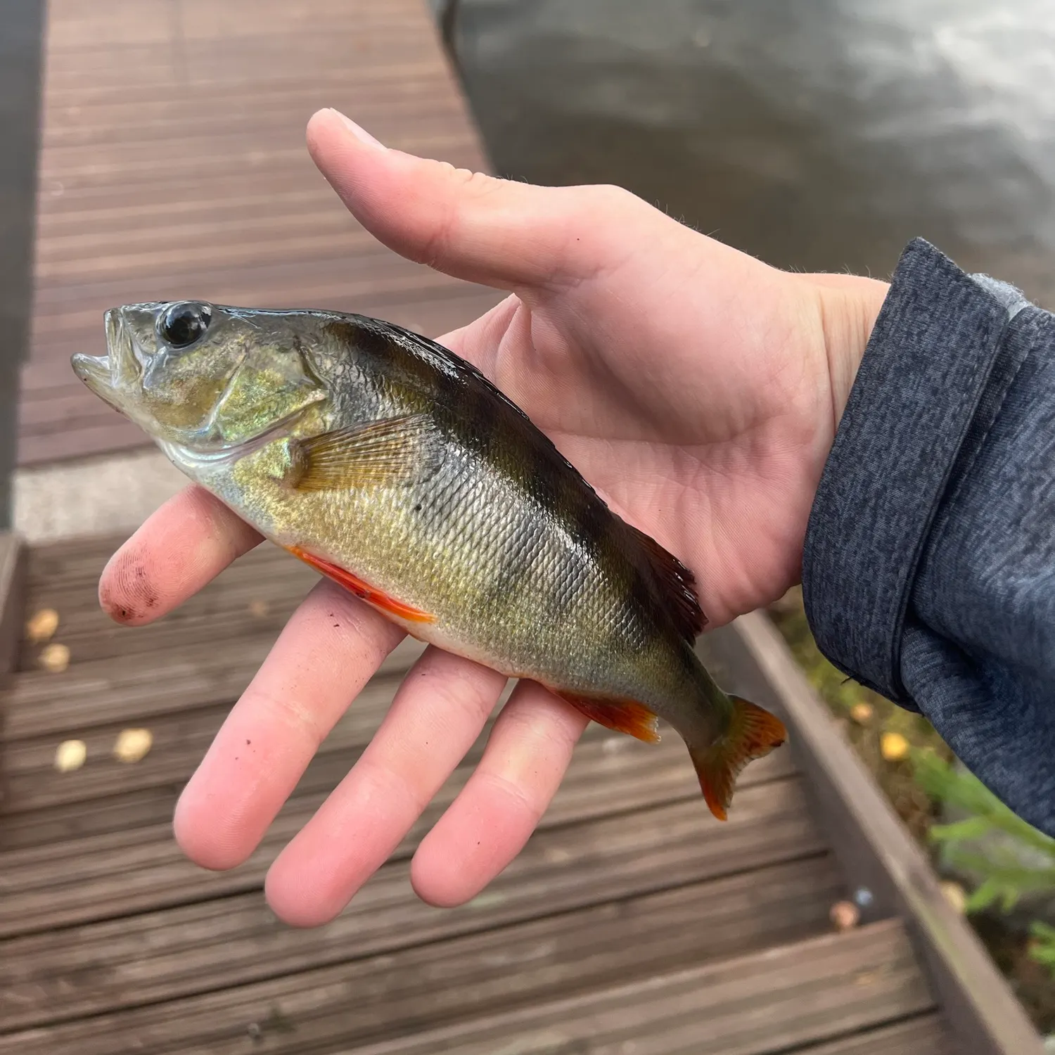 European perch caught on Fishbrain