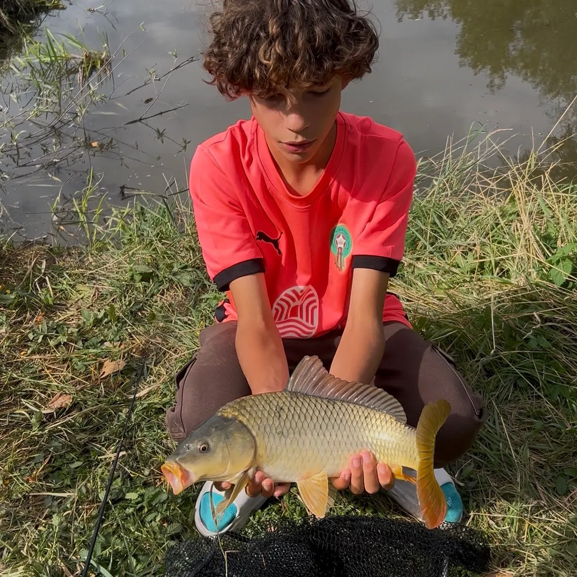 Common carp caught on Fishbrain