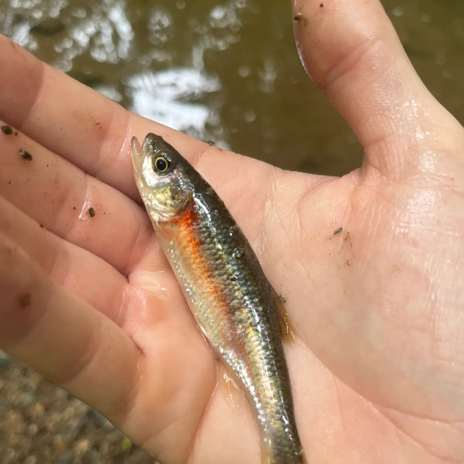 The most recent Rosyside dace catches on Fishbrain