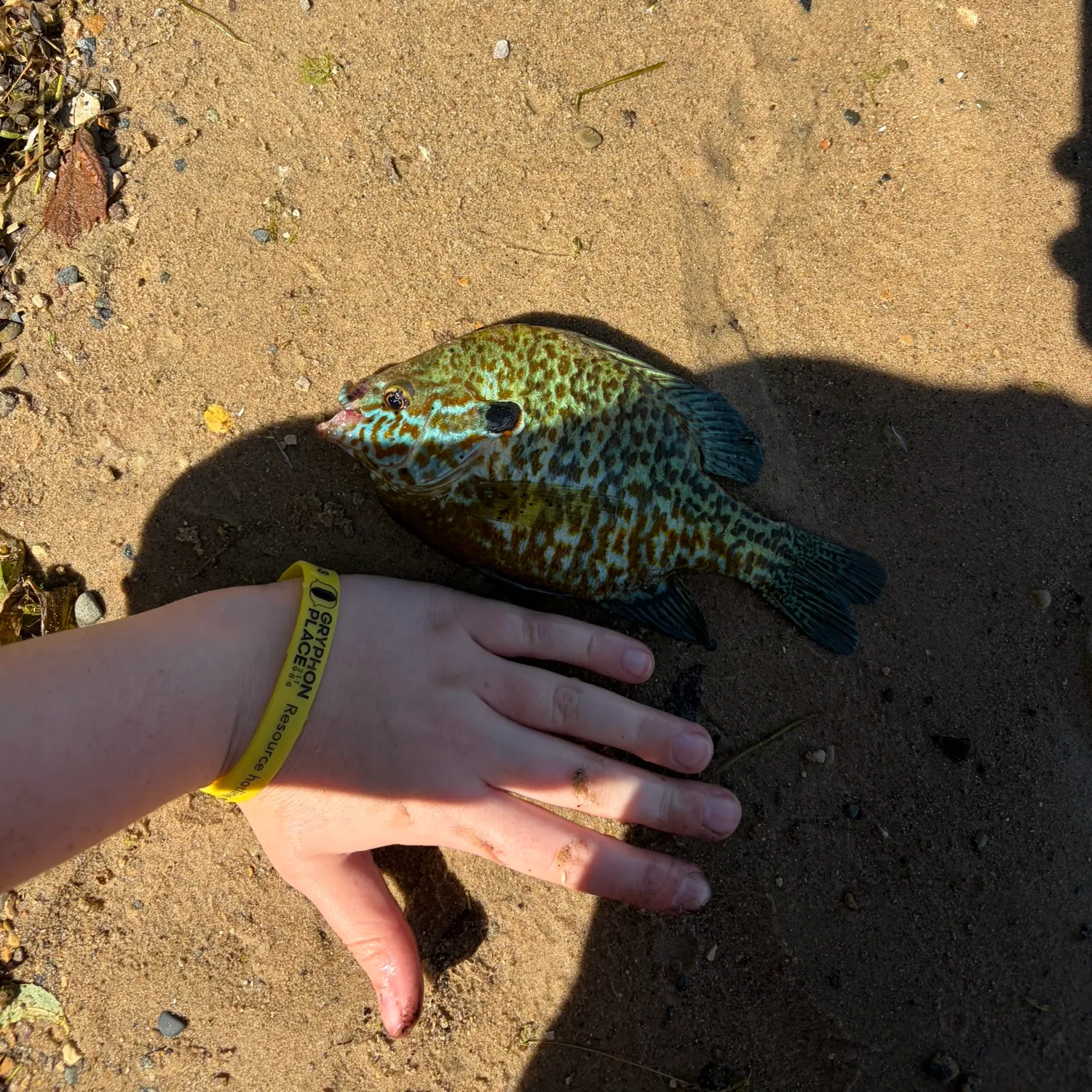 The most recent Plains longear sunfish catches on Fishbrain