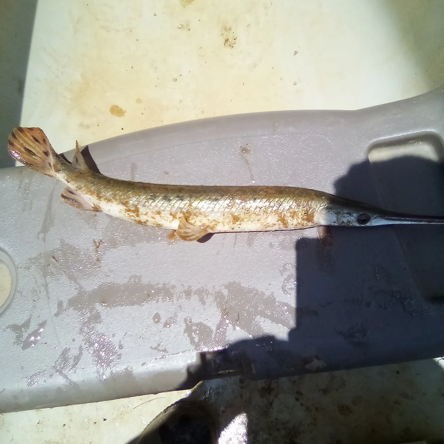 Spotted gar caught on Fishbrain