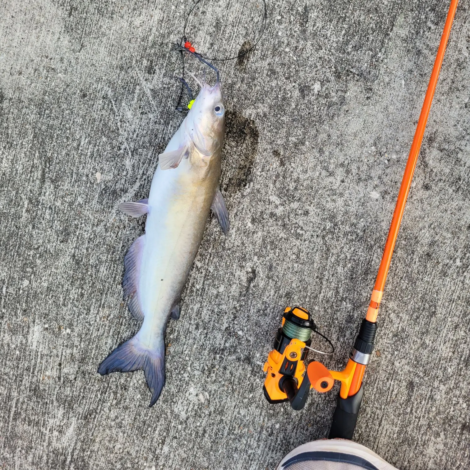 recently logged catches