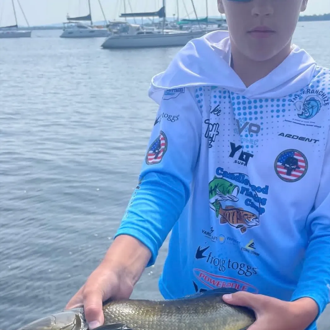 The most recent Eyetail bowfin catches on Fishbrain