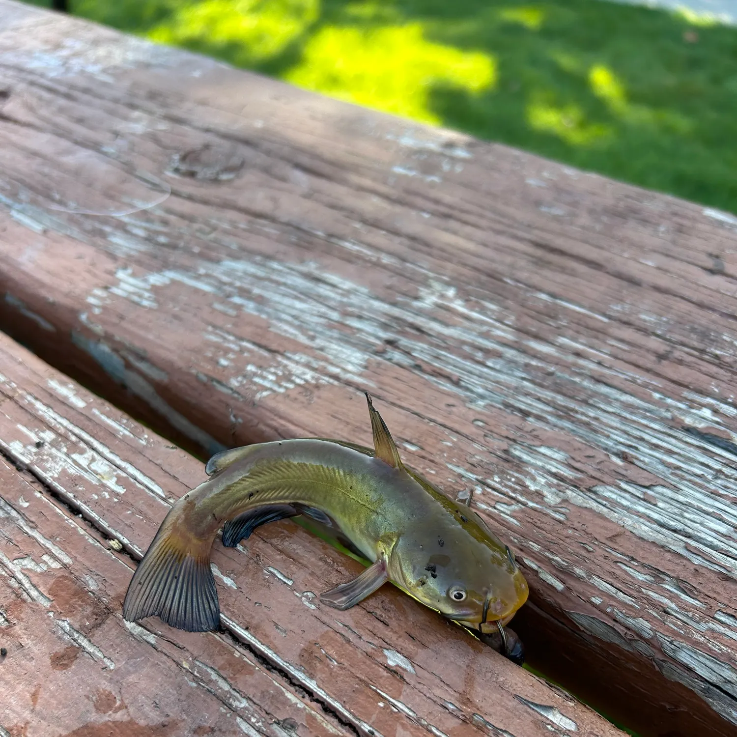 Yellow bullhead caught on Fishbrain