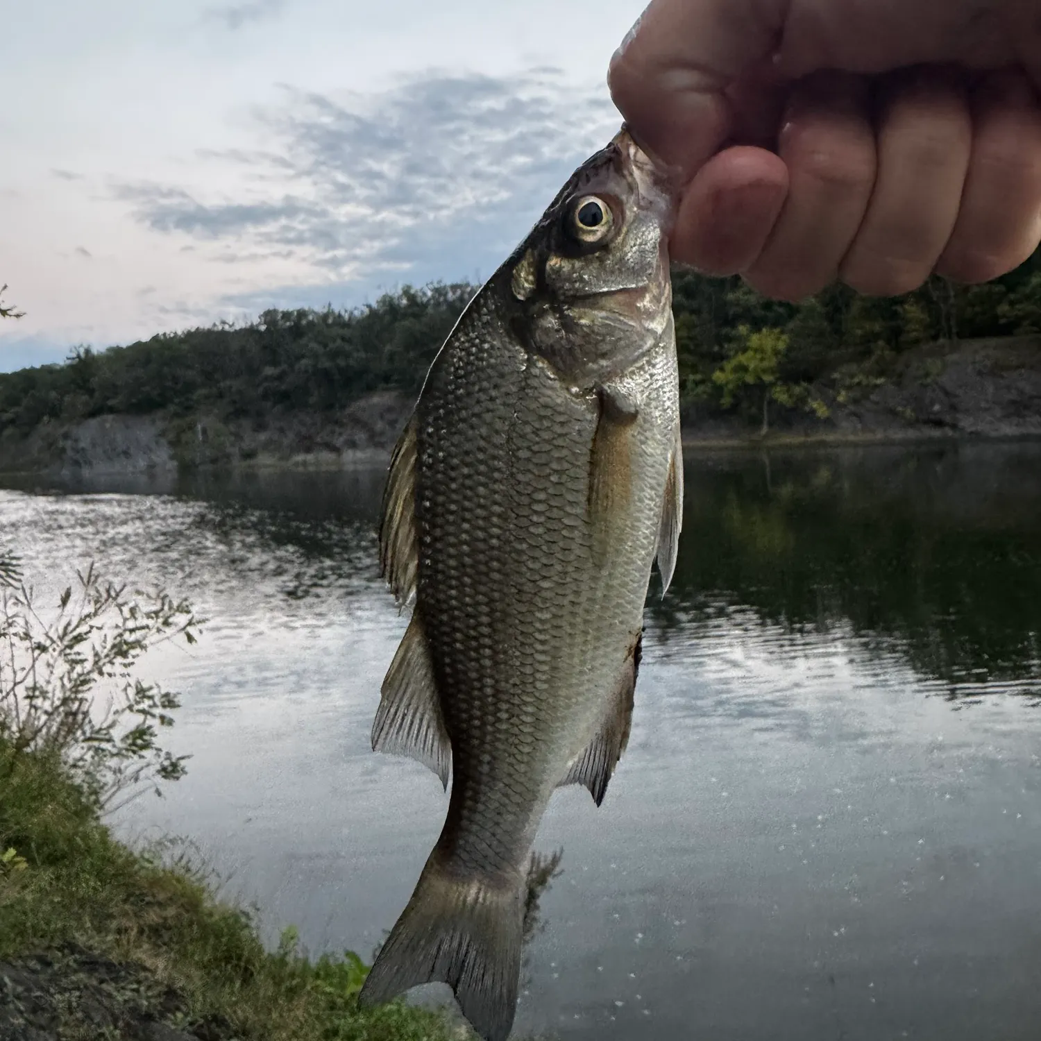 White perch caught on Fishbrain