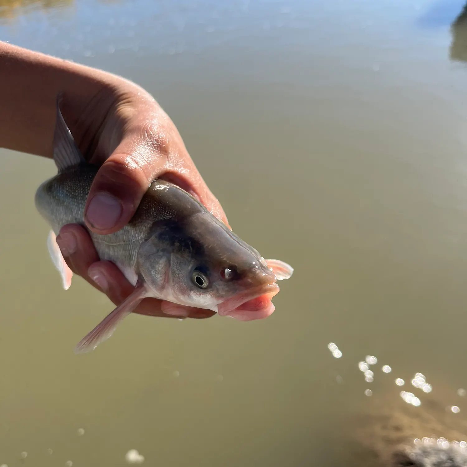 Colorado pikeminnow caught on Fishbrain