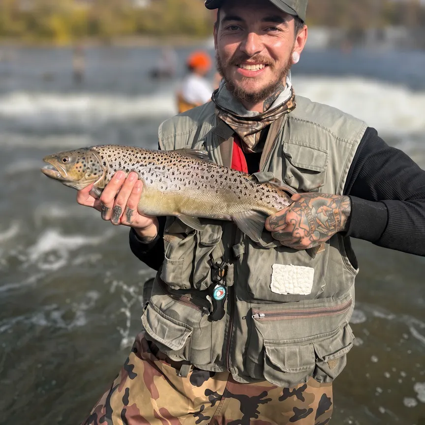 Sea trout caught on Fishbrain