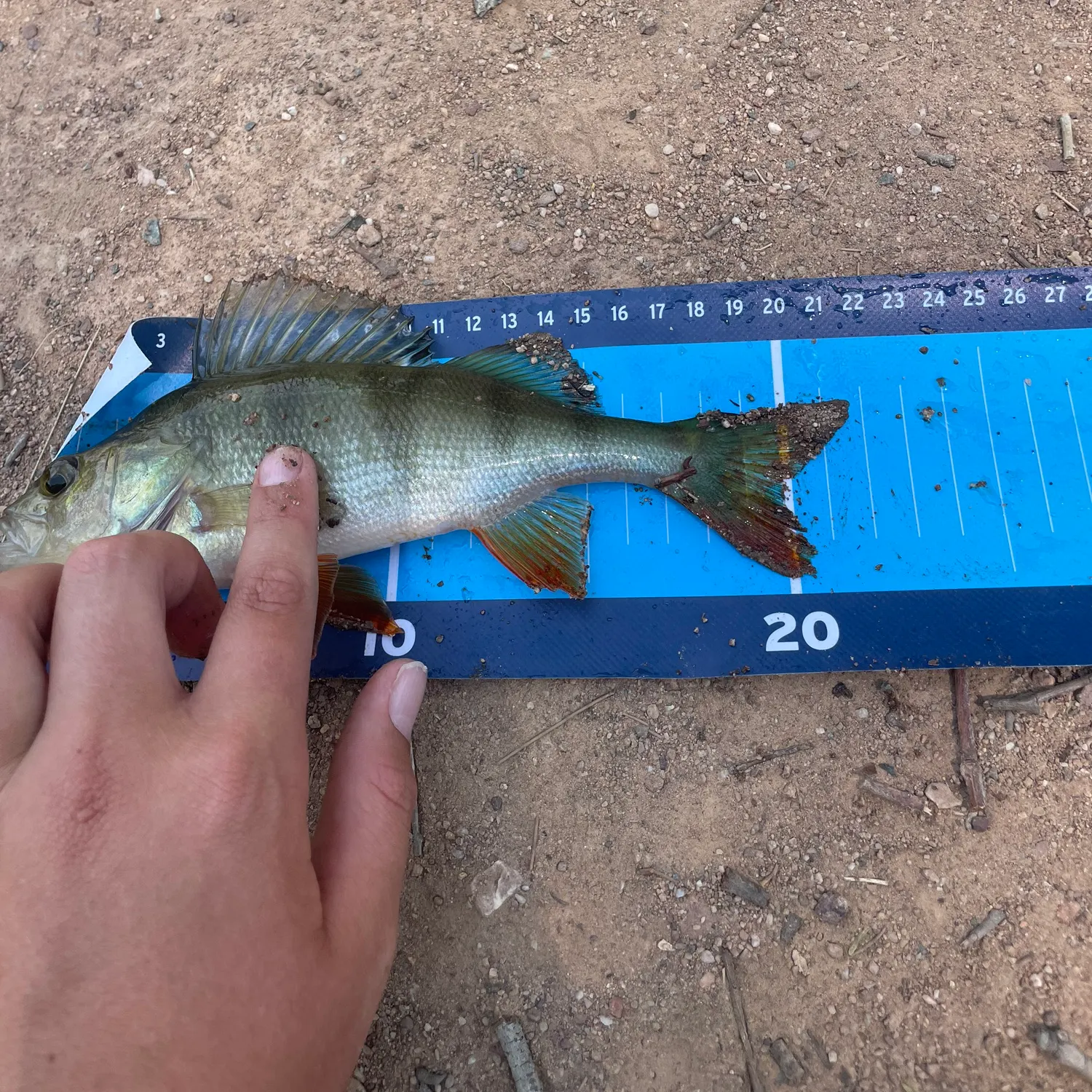 The most recent European perch catches on Fishbrain