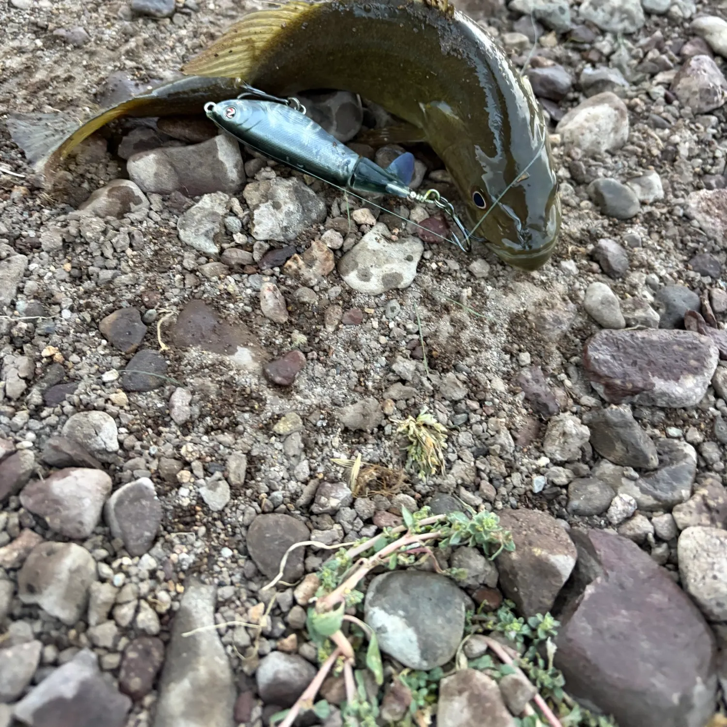 Smallmouth bass caught on Fishbrain