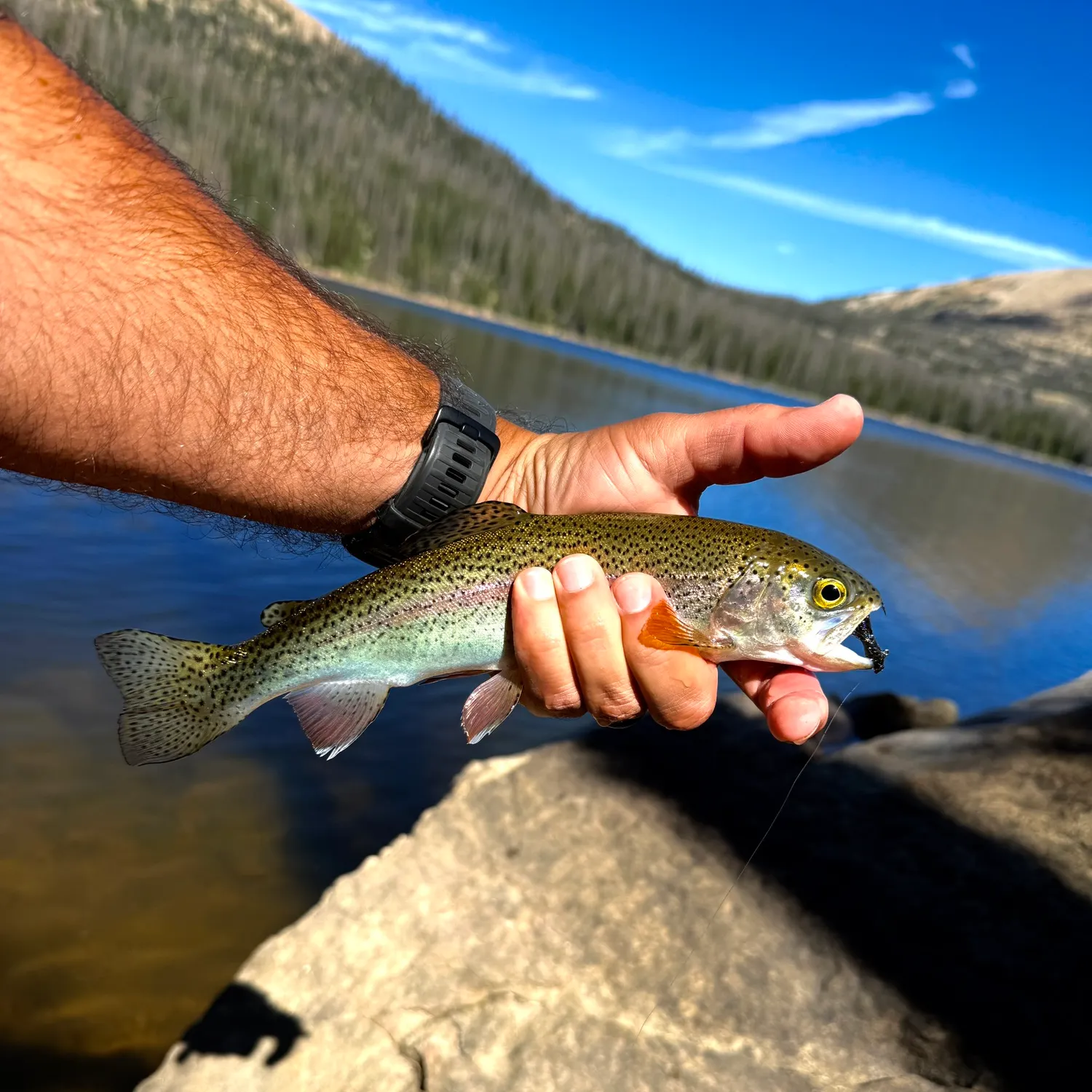 Rainbow trout caught on Fishbrain