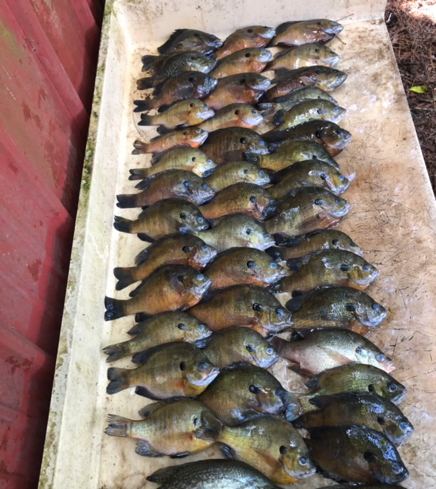 recently logged catches