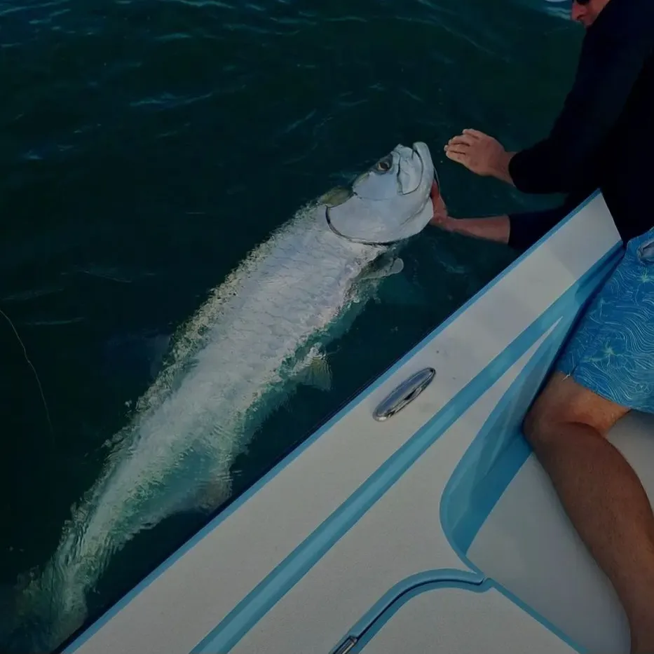 The most recent Tarpon catches on Fishbrain