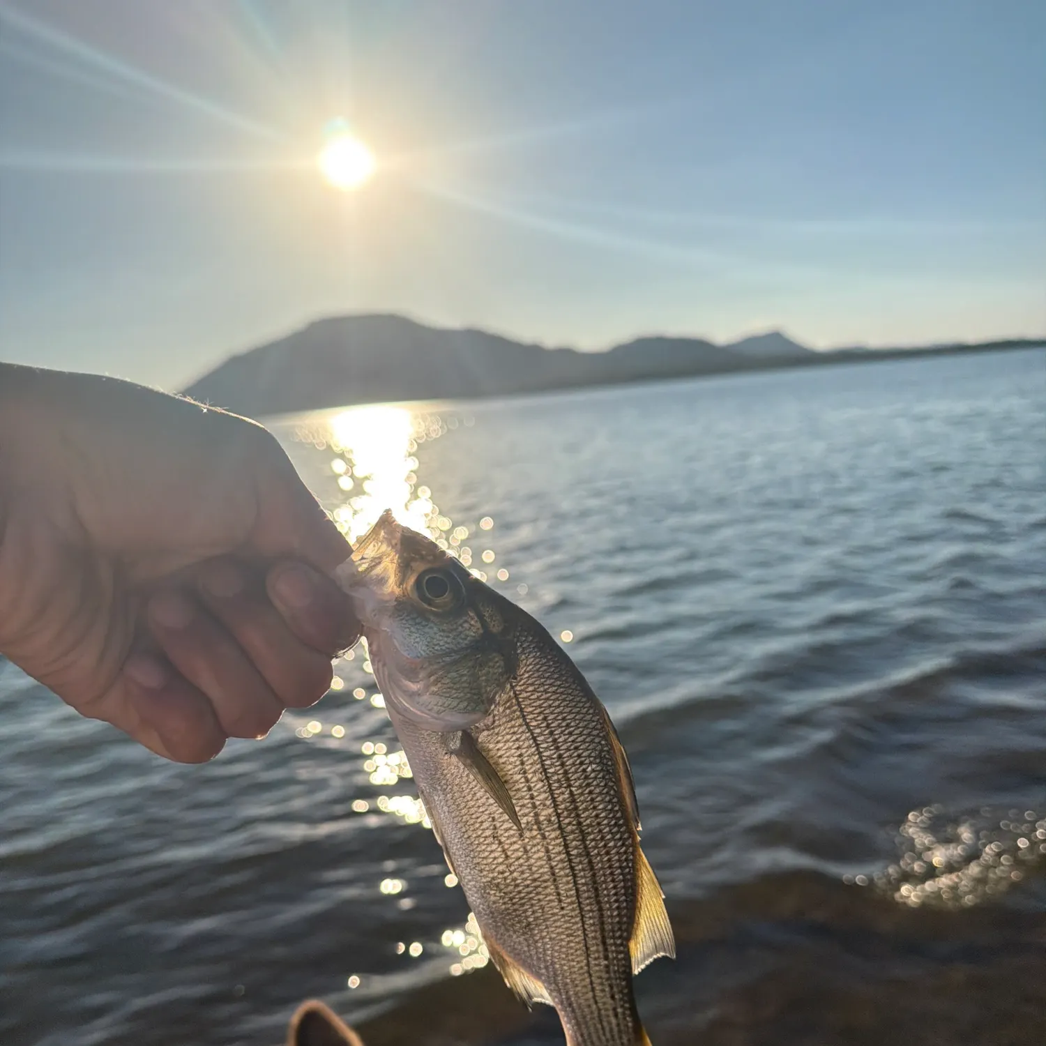White bass caught on Fishbrain