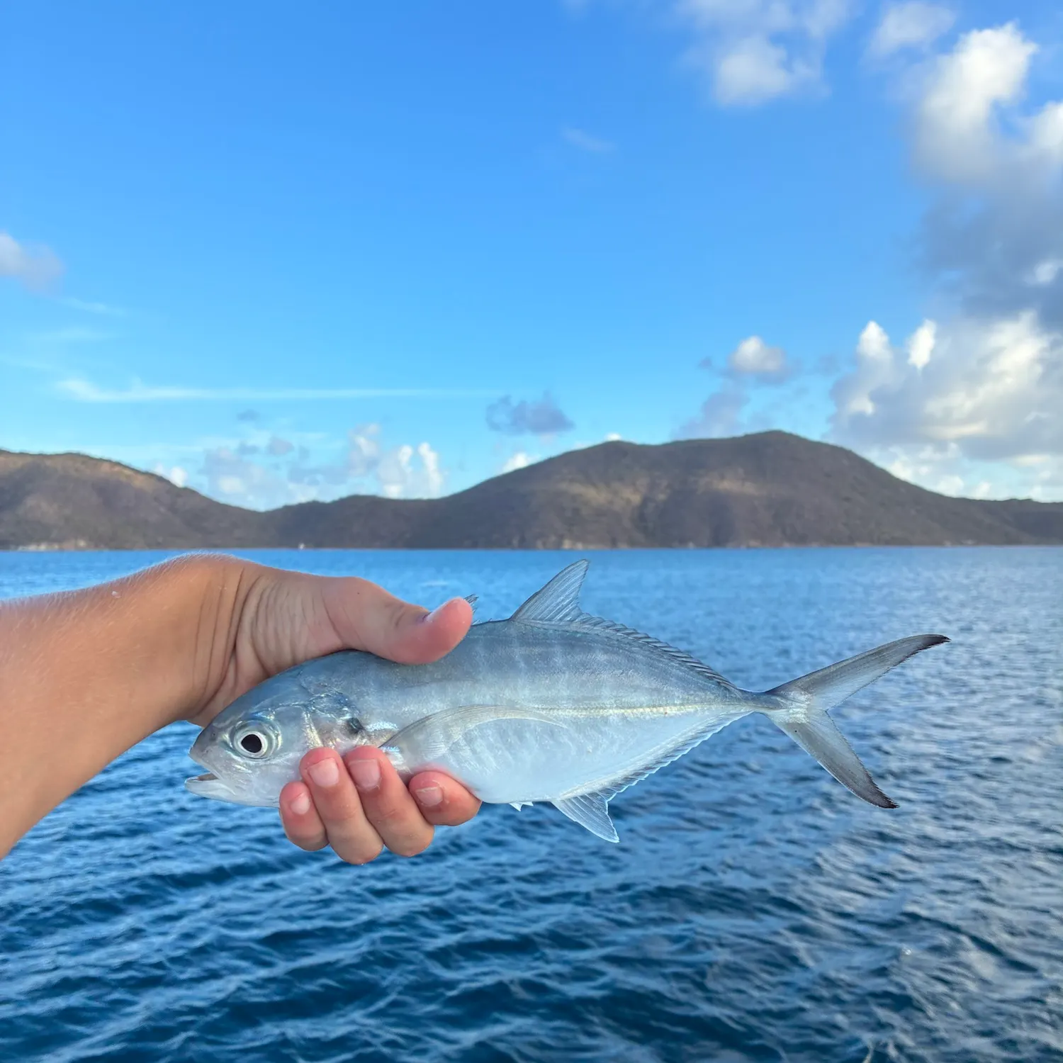 The most recent Blue runner catches on Fishbrain