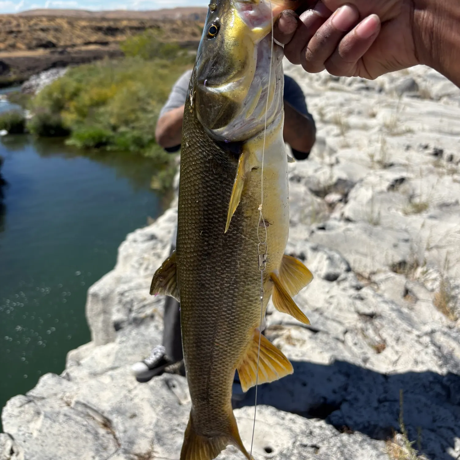 Northern pikeminnow caught on Fishbrain