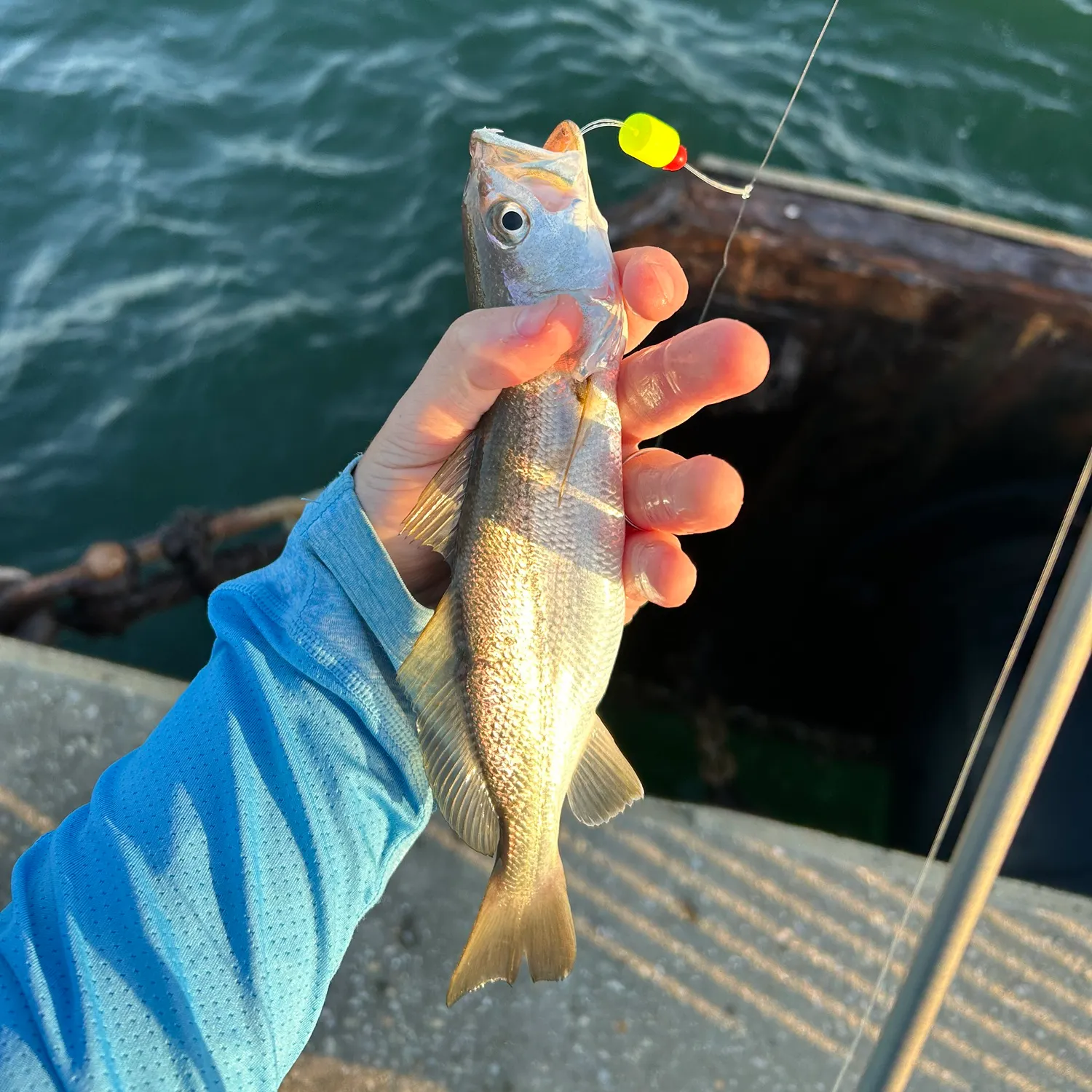 The most recent Sand seatrout catches on Fishbrain