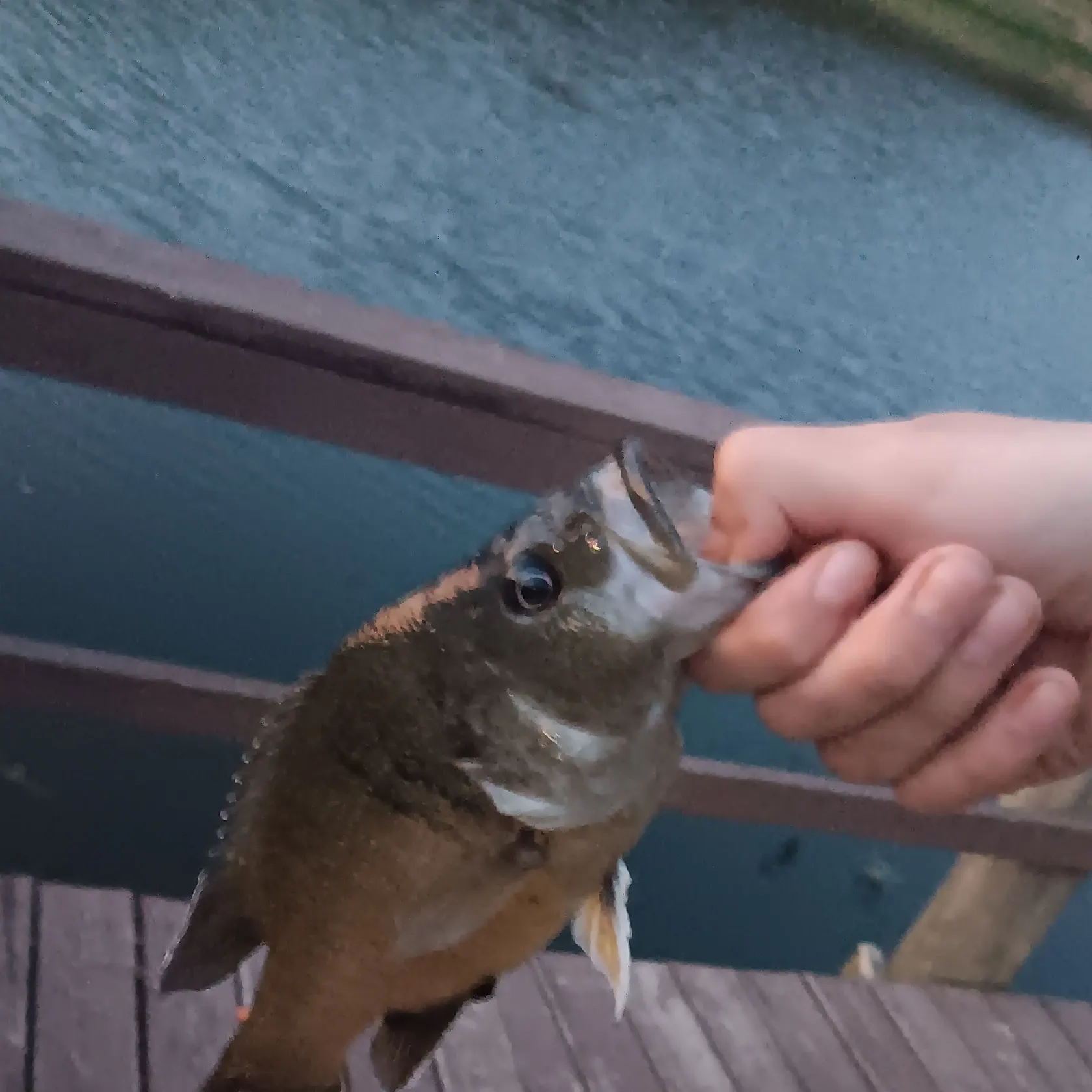 Green sunfish caught on Fishbrain