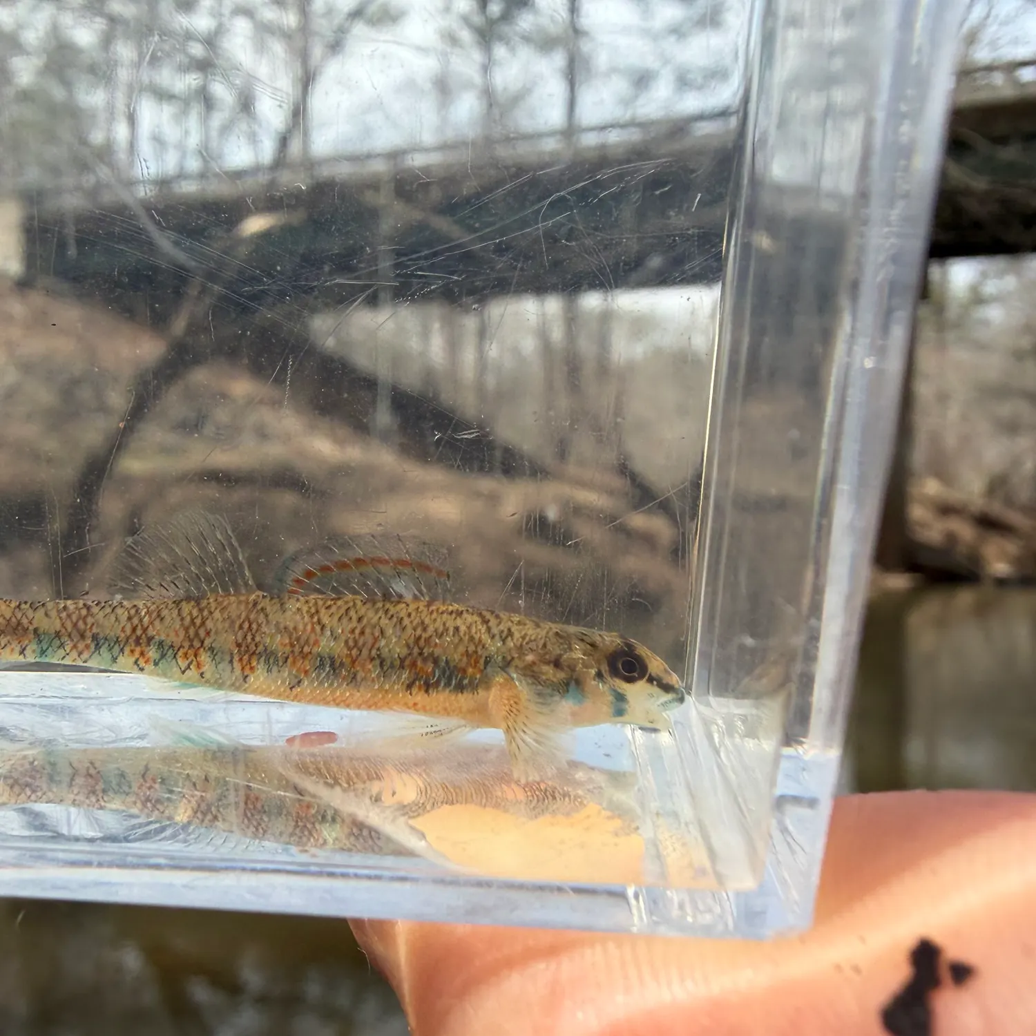 The most recent Coastal darter catches on Fishbrain