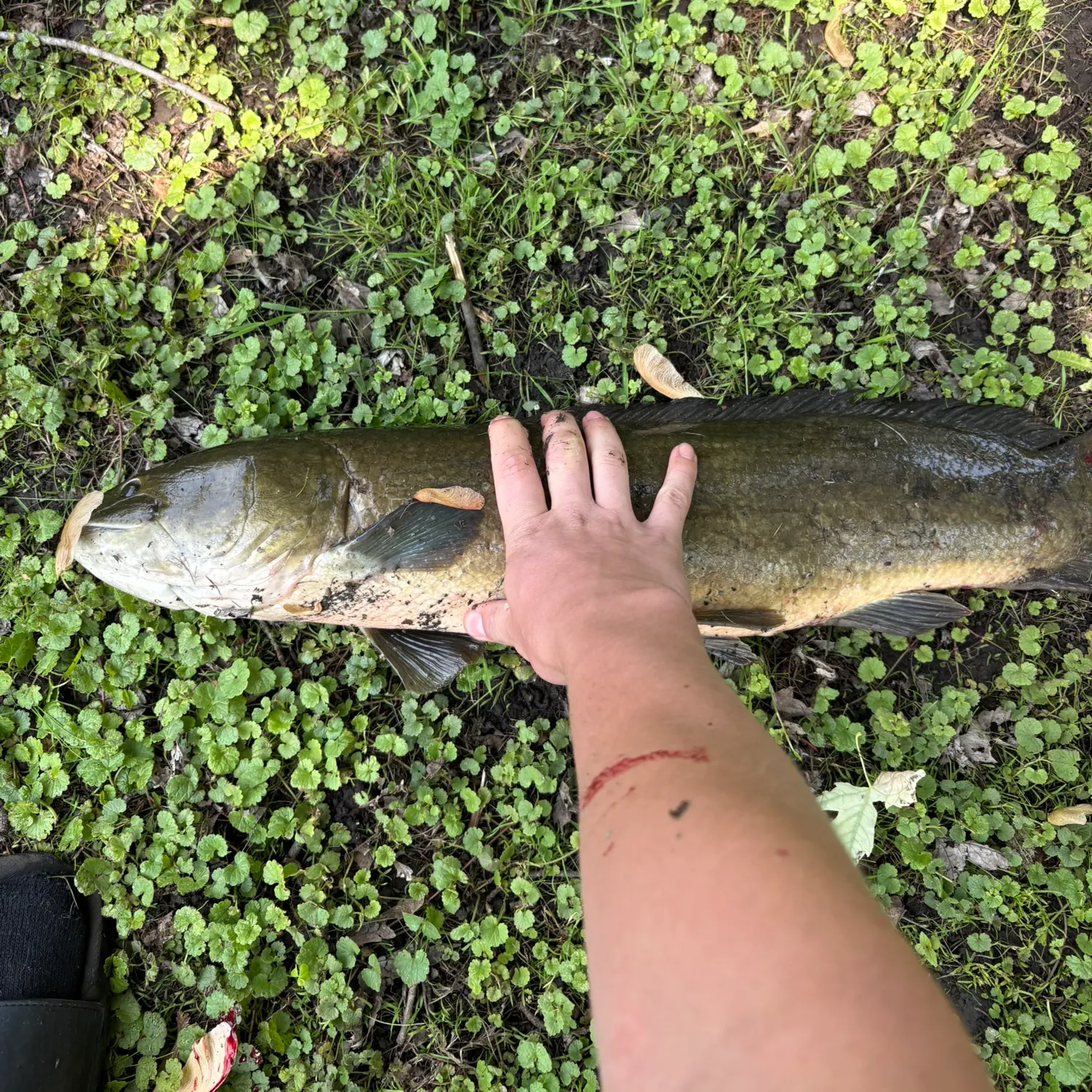 The most recent Ruddy bowfin catches on Fishbrain